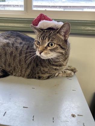 Enlarge $00 Kinder, a Adoptable Domestic Short Hair in Picayune, MS image 3/3