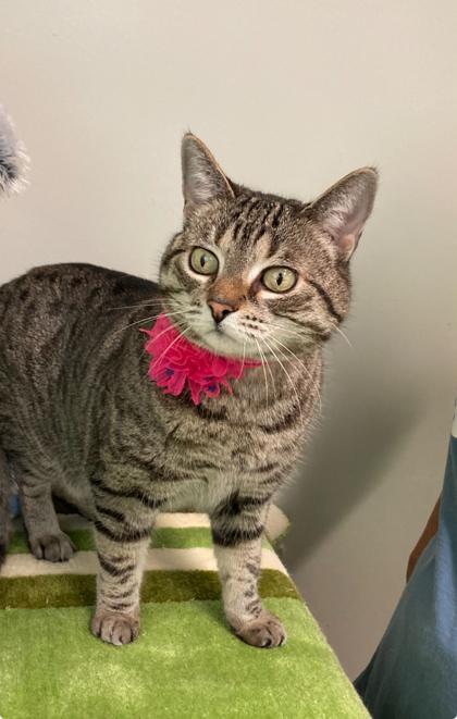 Enlarge $00 Kinder, a Adoptable Domestic Short Hair in Picayune, MS image 3/3