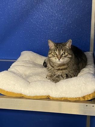 Enlarge $00 Luna, a Adoptable Domestic Short Hair in Picayune, MS image 3/3