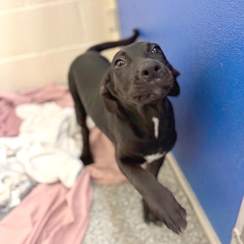 Cam, Adoptable, Puppy Female Mixed Breed.