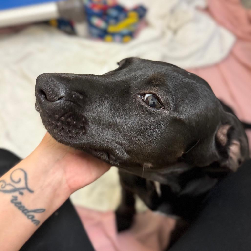 Enlarge Cam, a Adoptable Mixed Breed in Hendersonville, NC image 2/4