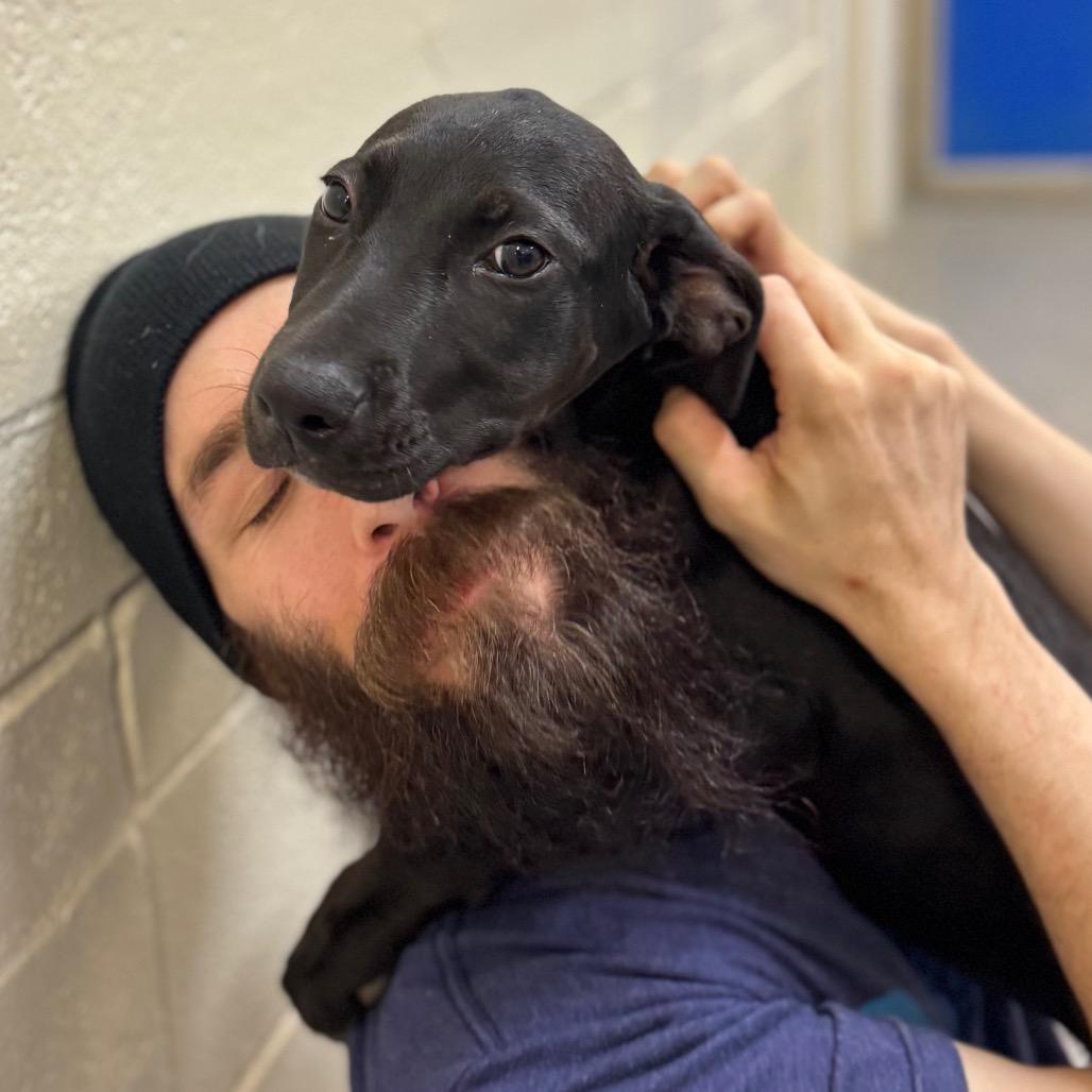 Enlarge Cam, a Adoptable Mixed Breed in Hendersonville, NC image 3/4