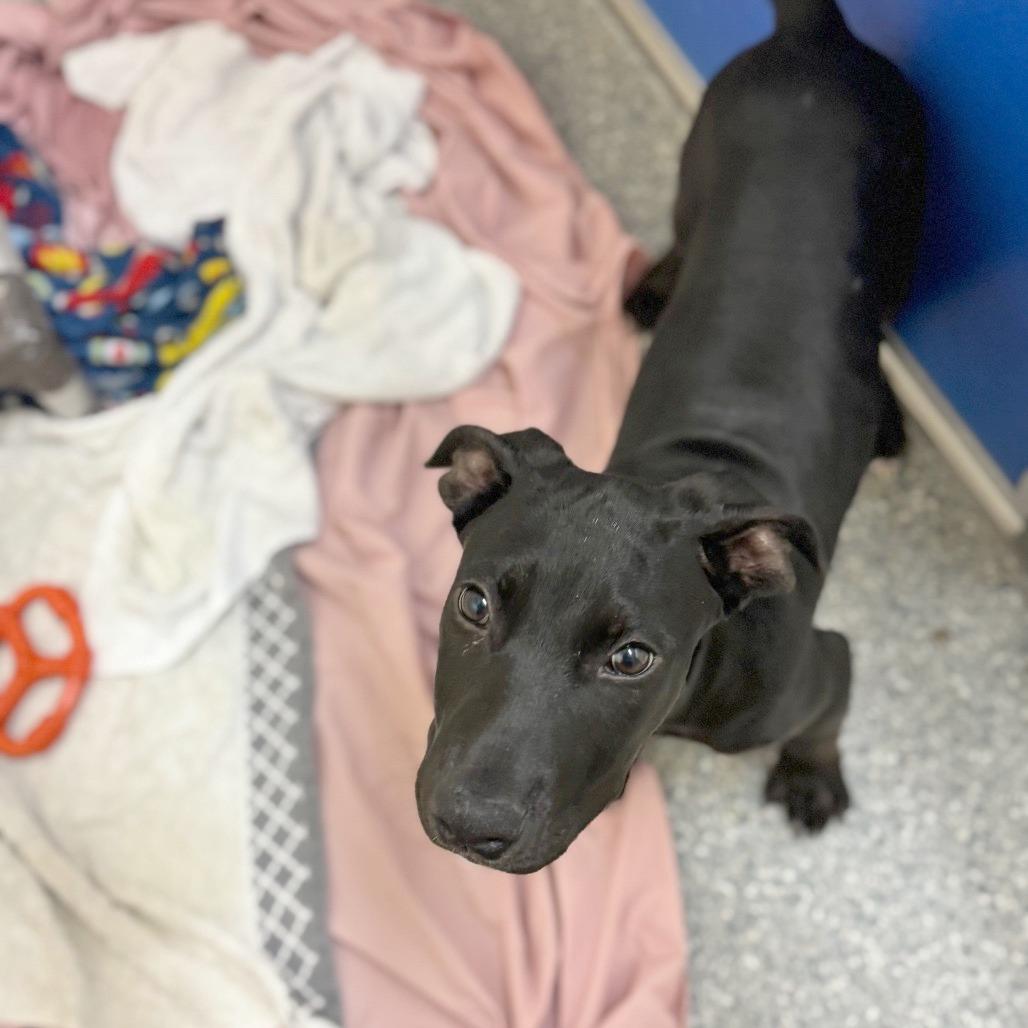 Enlarge Cam, a Adoptable Mixed Breed in Hendersonville, NC image 4/4