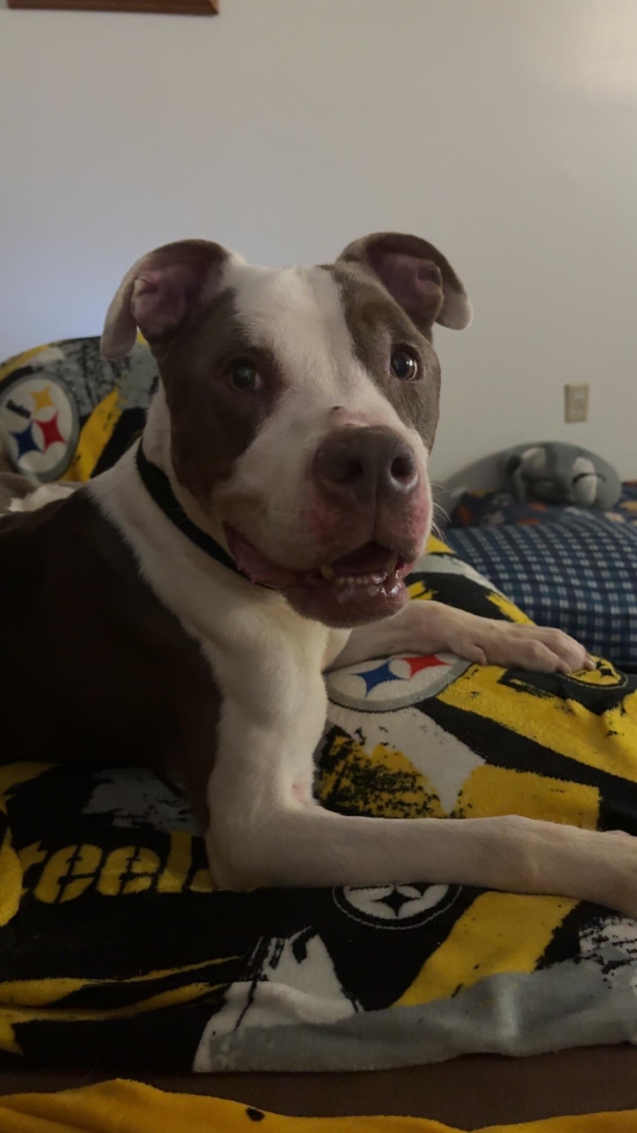 LIBBY. tinycauseadopt@gmail.com, a Adoptable mixed breed in Vandergrift, PA image 3/5