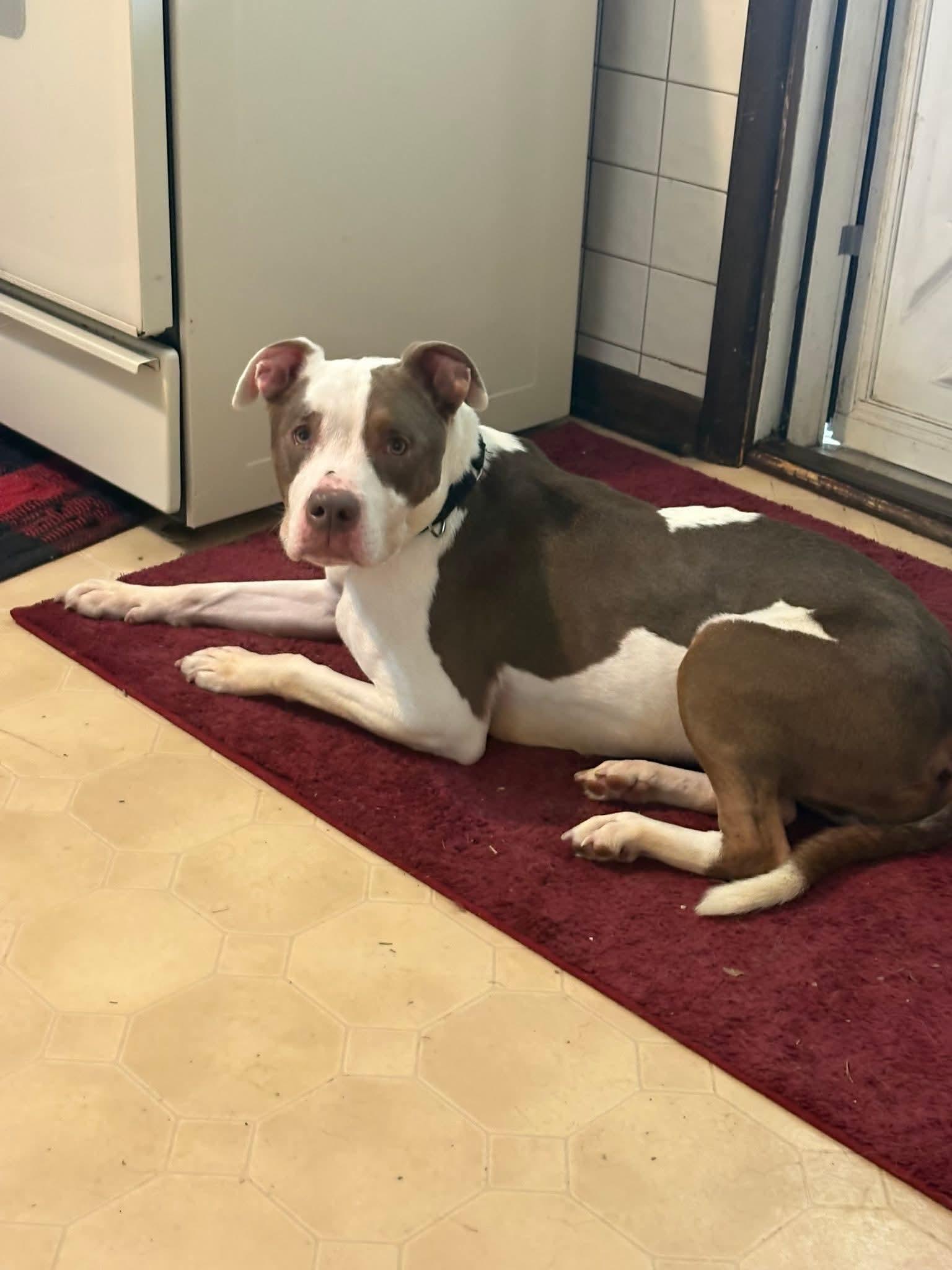 LIBBY. tinycauseadopt@gmail.com, Adoptable, Adult Female Pit Bull Terrier.