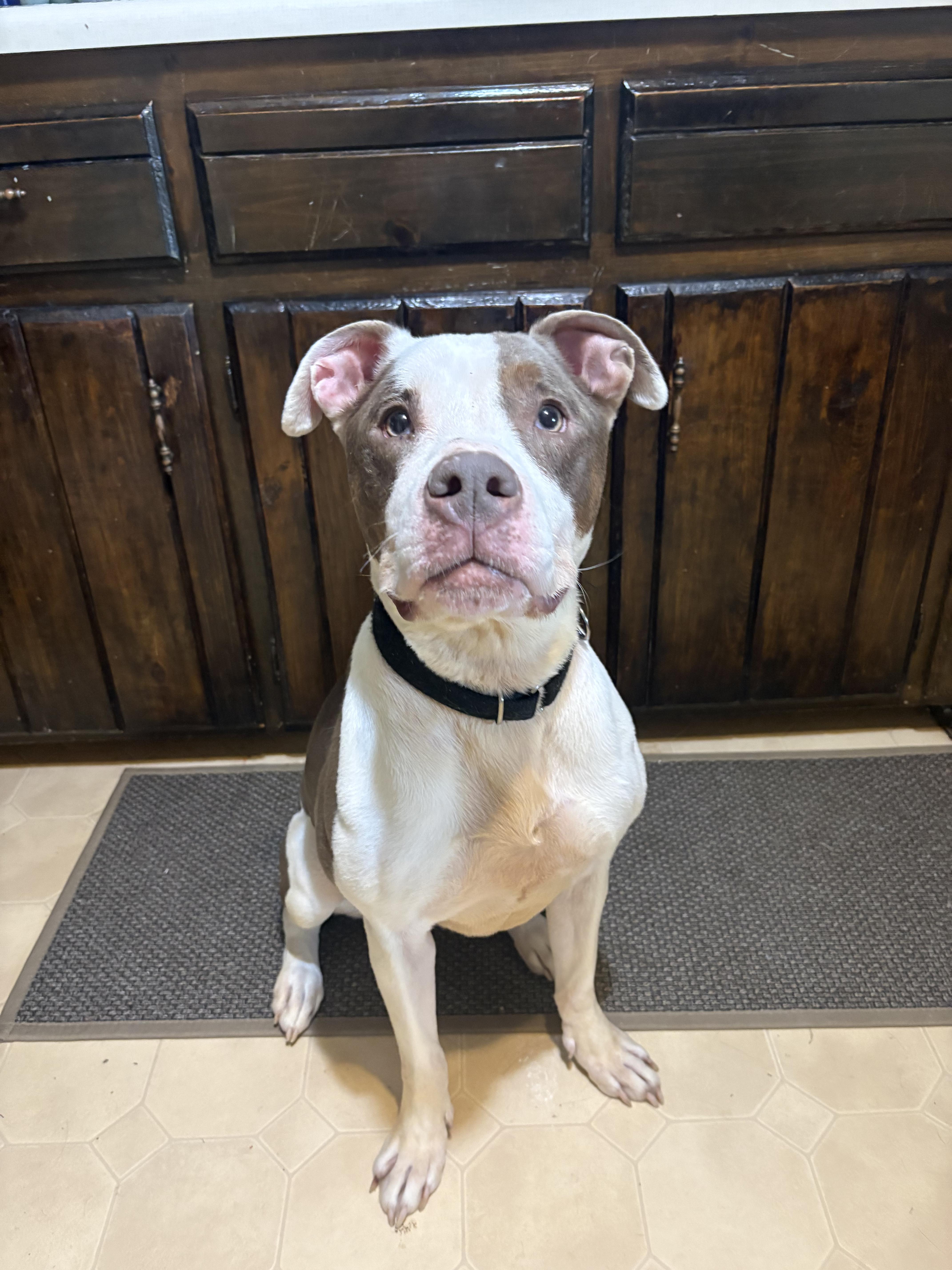 LIBBY. tinycauseadopt@gmail.com, Adoptable, Adult Female Pit Bull Terrier.