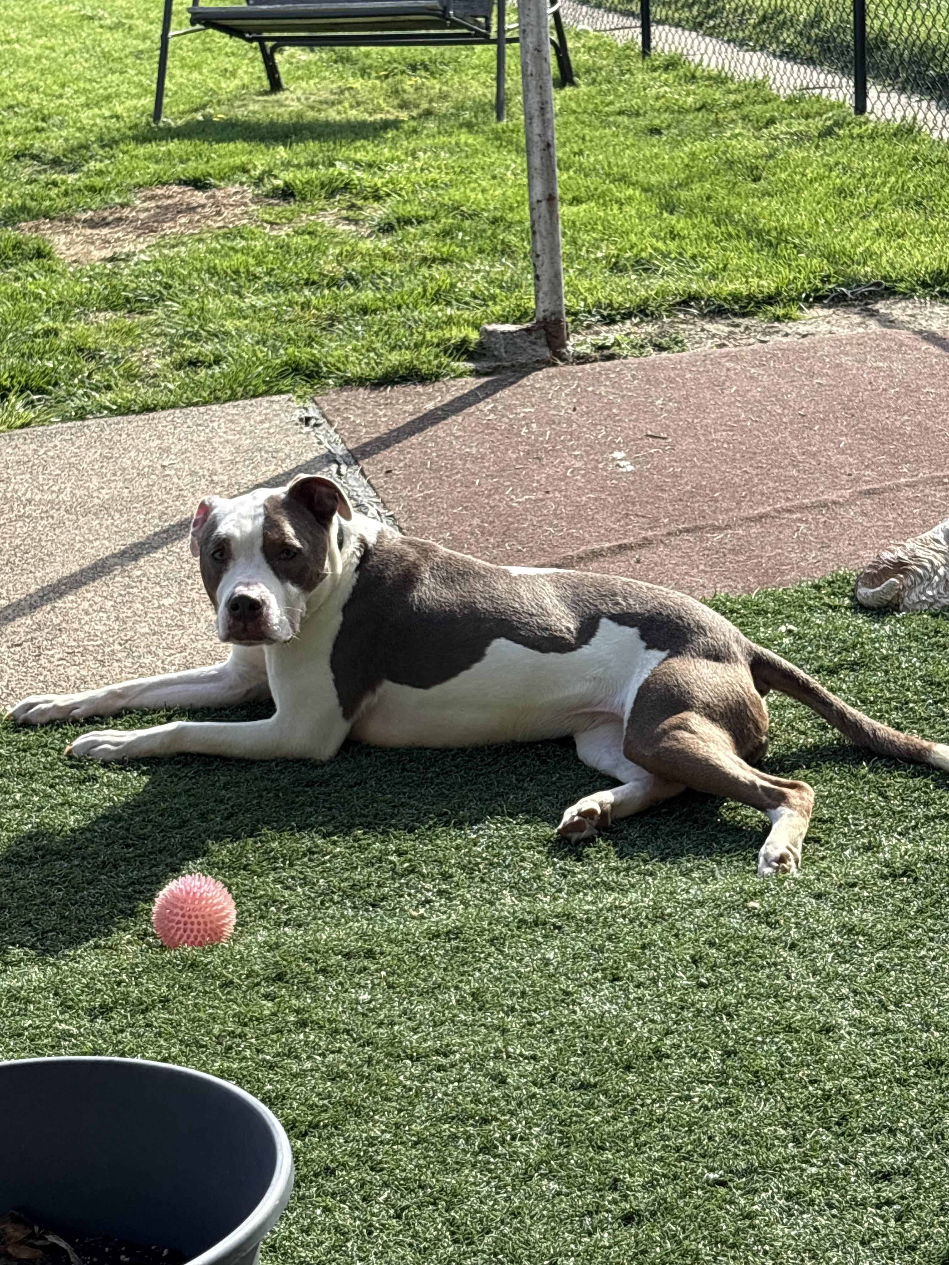 LIBBY. tinycauseadopt@gmail.com, Adoptable, Adult Female Pit Bull Terrier.
