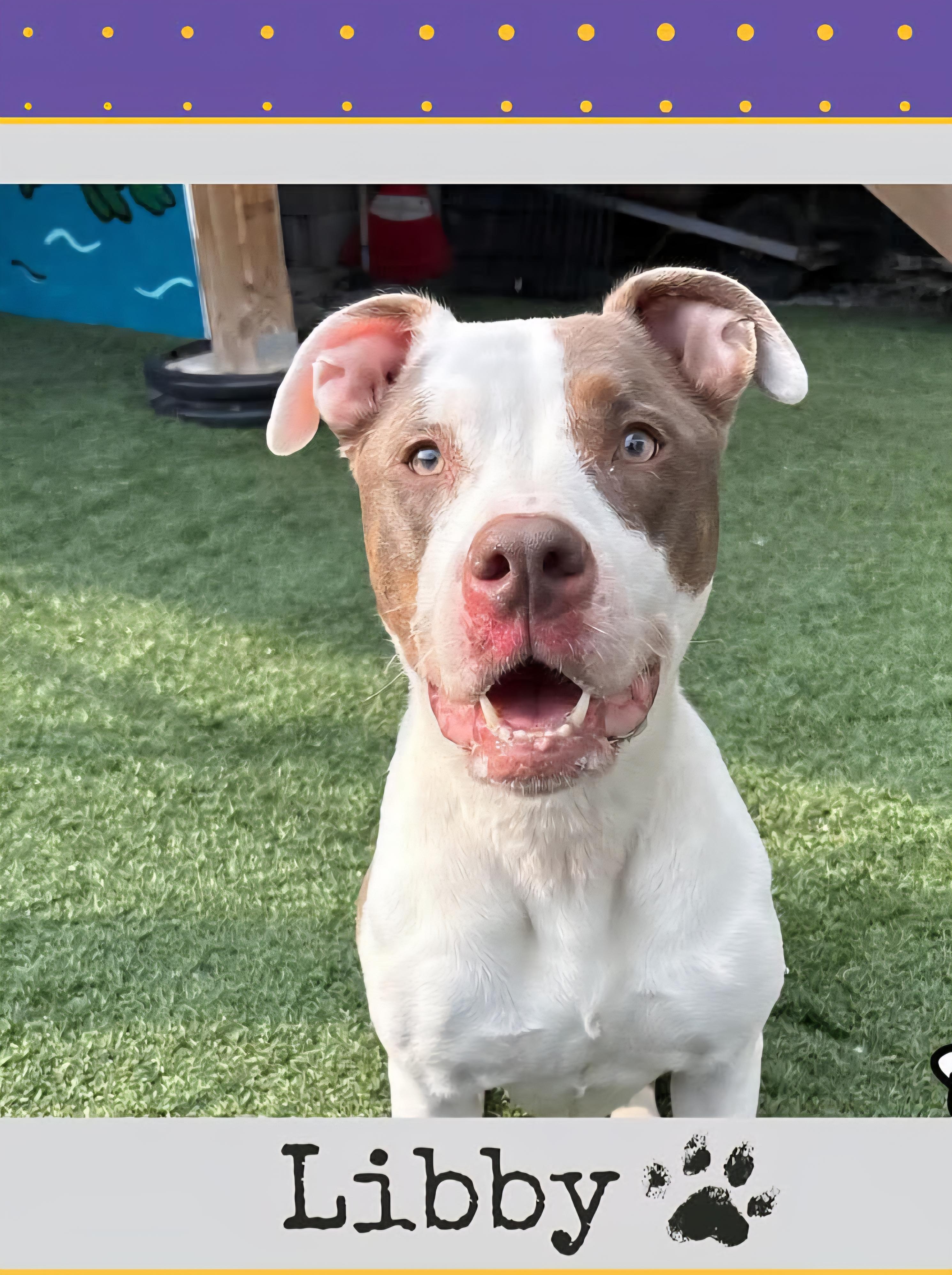 LIBBY. tinycauseadopt@gmail.com, Adoptable, Adult Female Pit Bull Terrier.