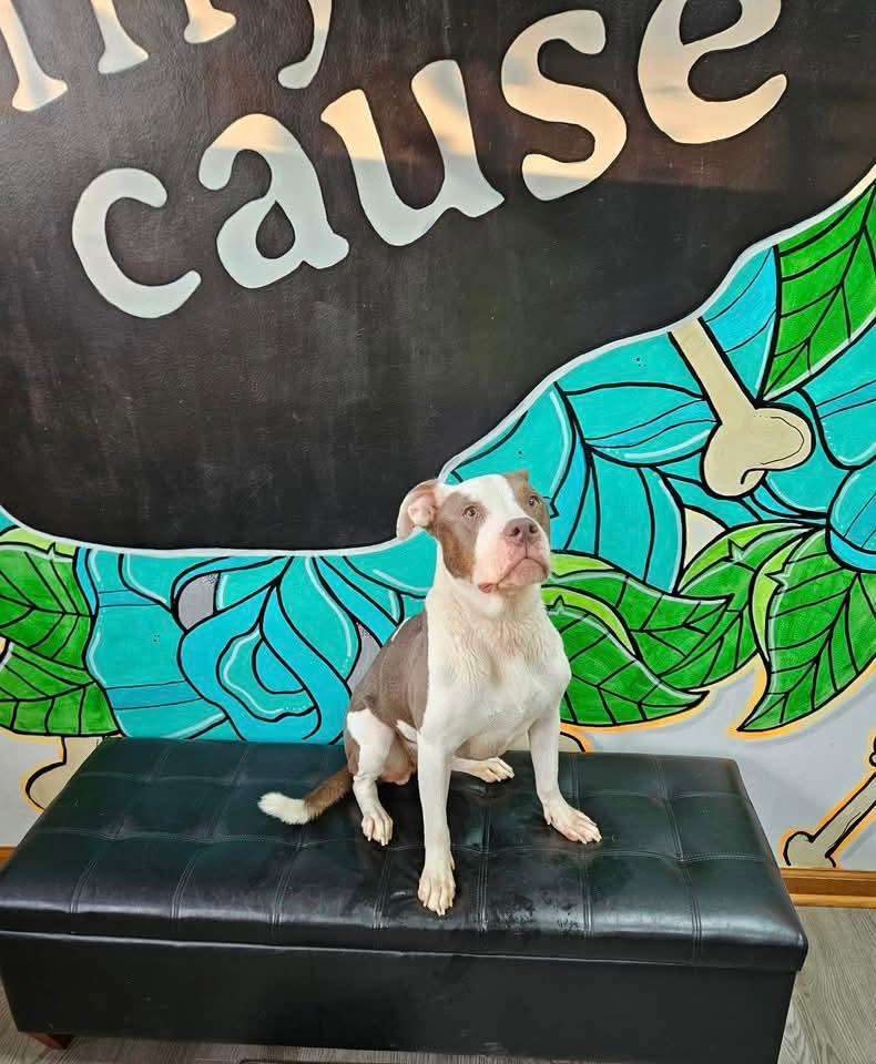 LIBBY. tinycauseadopt@gmail.com, a Adoptable mixed breed in Vandergrift, PA image 3/3
