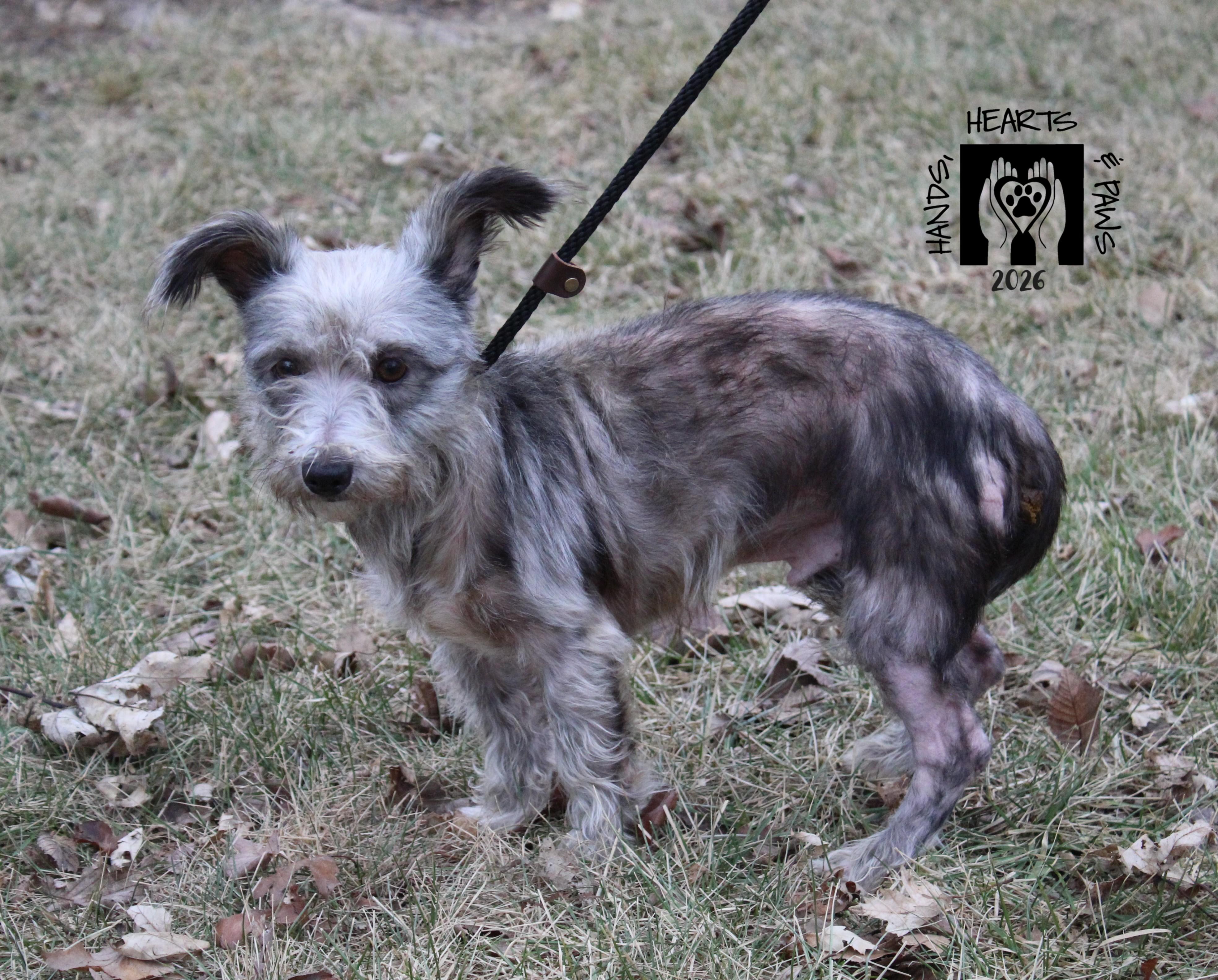 Enlarge Friar, a ADOPTABLE mixed breed in Omaha, NE image 3/5