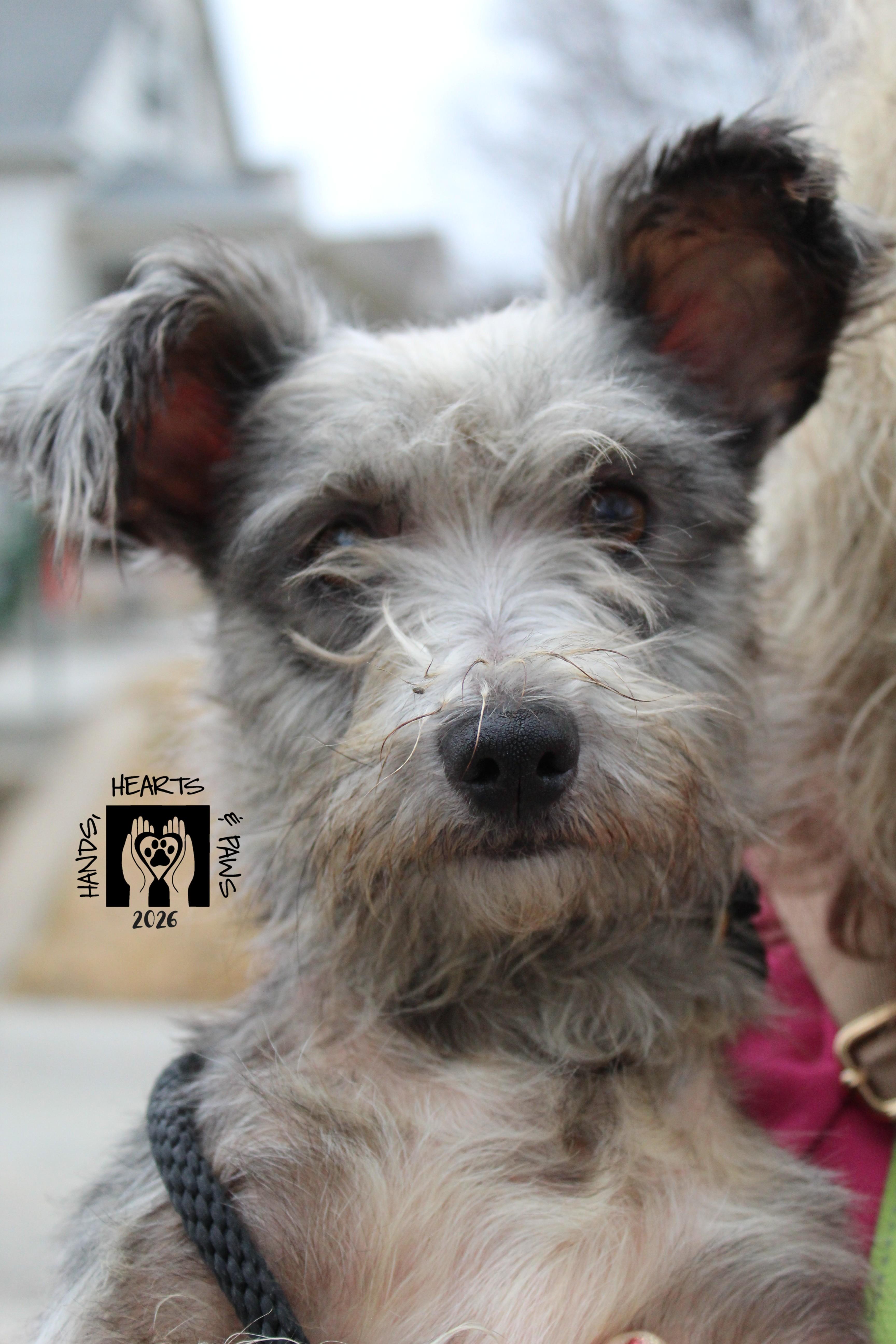 Friar, ADOPTABLE, Adult Male Schnauzer.