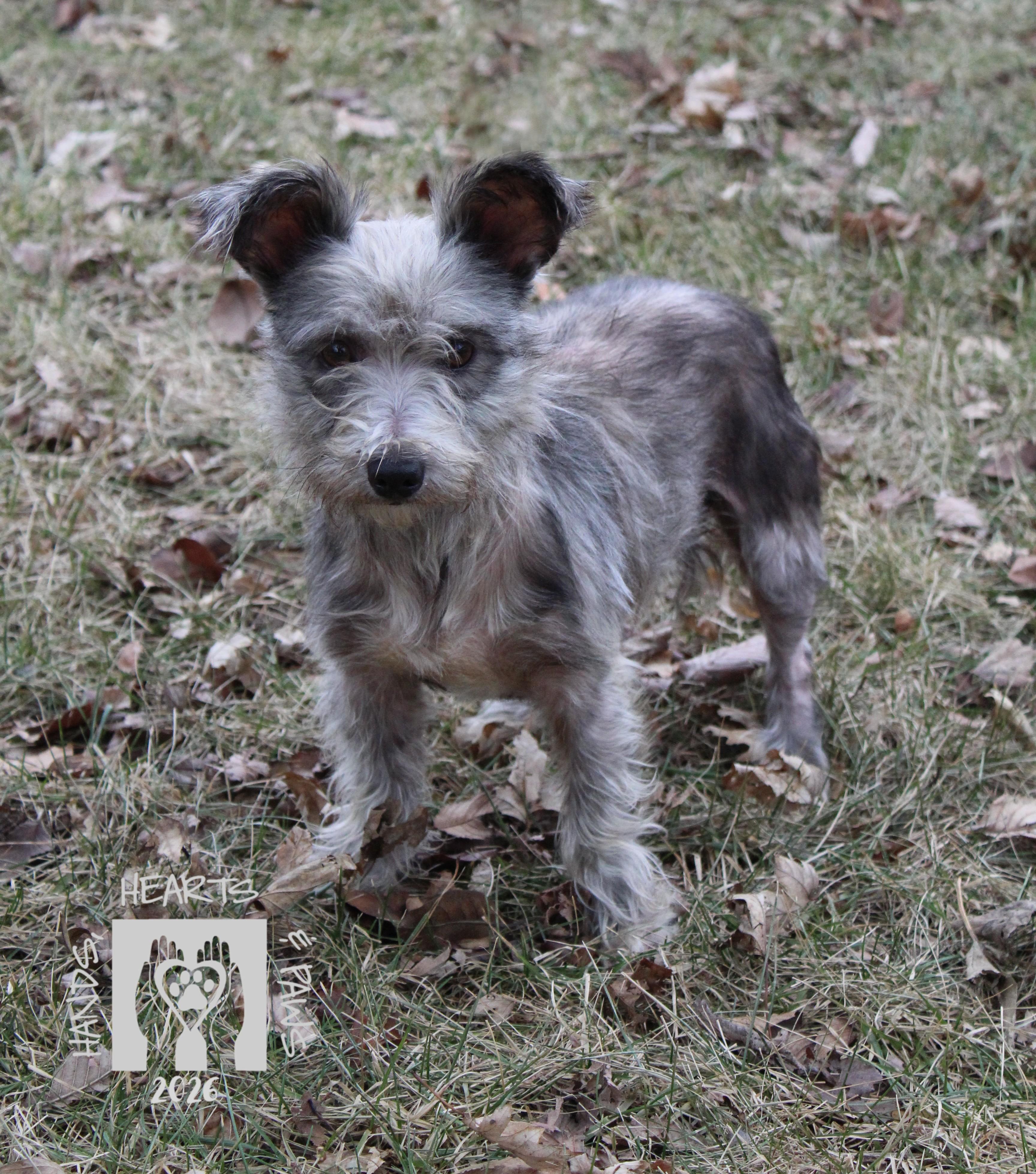 Enlarge Friar, a ADOPTABLE mixed breed in Omaha, NE image 4/5