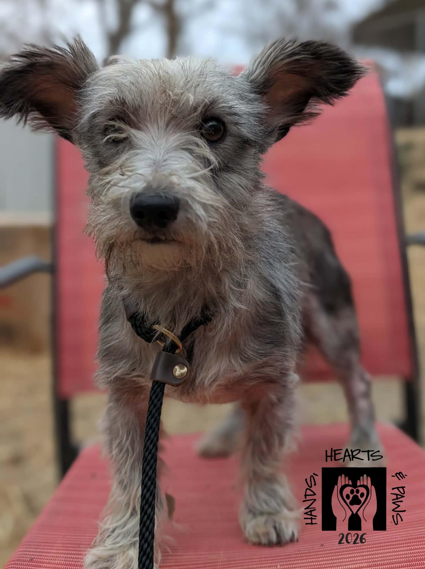 Enlarge Friar, a ADOPTABLE mixed breed in Omaha, NE image 2/5