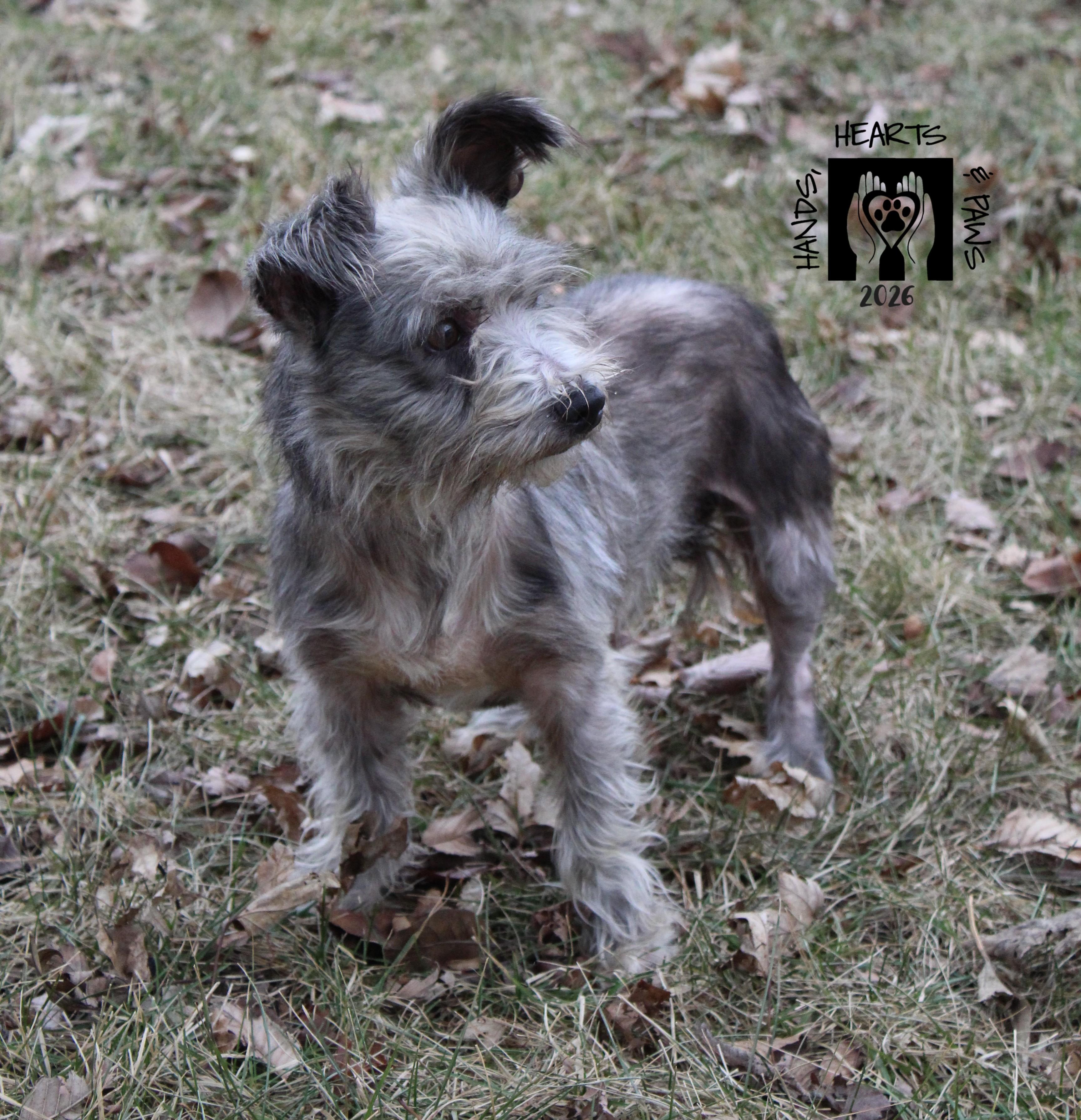Enlarge Friar, a ADOPTABLE mixed breed in Omaha, NE image 5/5