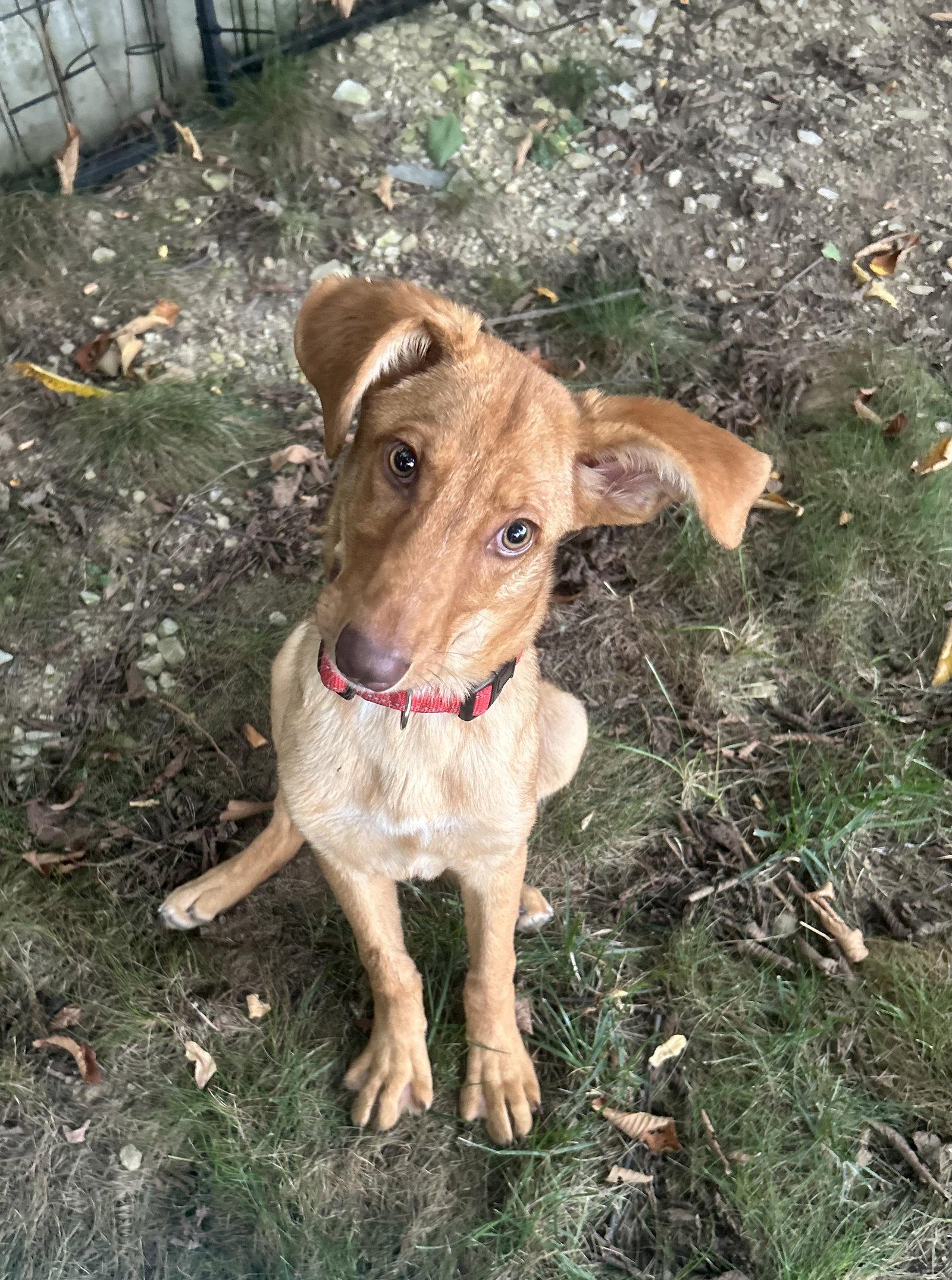 Dobby, Adoptable, Young Female Golden Retriever & Labrador Retriever.