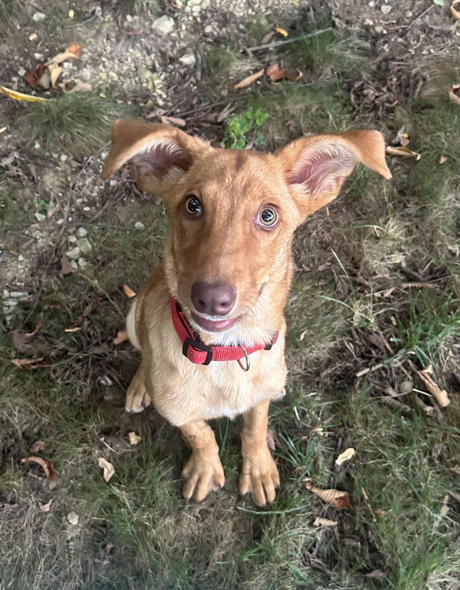 Enlarge Dobby, a Adoptable mixed breed in Stephens City, VA image 2/2