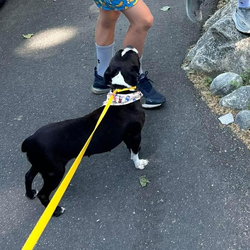 Raven, an adopted Boston Terrier in Stamford, CT image 5/6