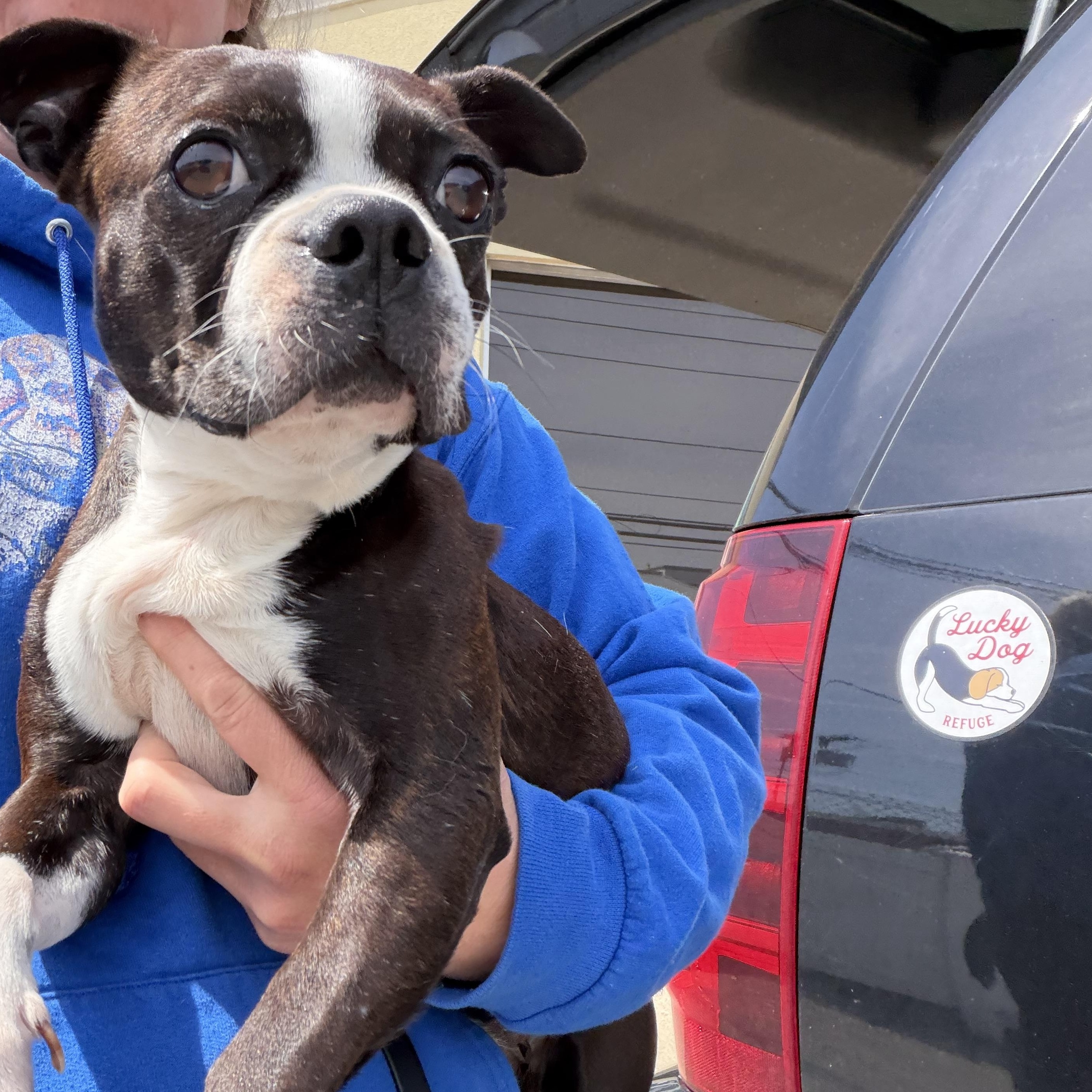 Raven, adopted, Adult Female Boston Terrier.