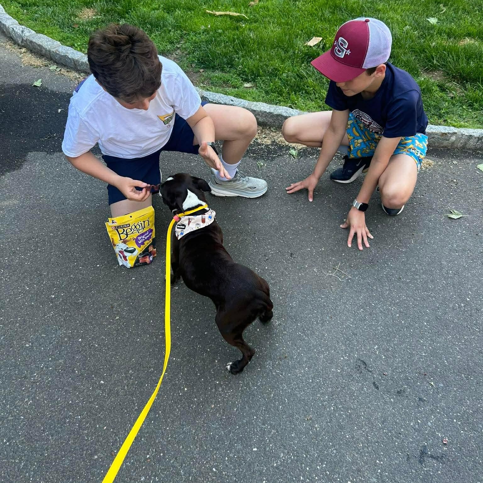 Raven, an adopted Boston Terrier in Stamford, CT image 3/6