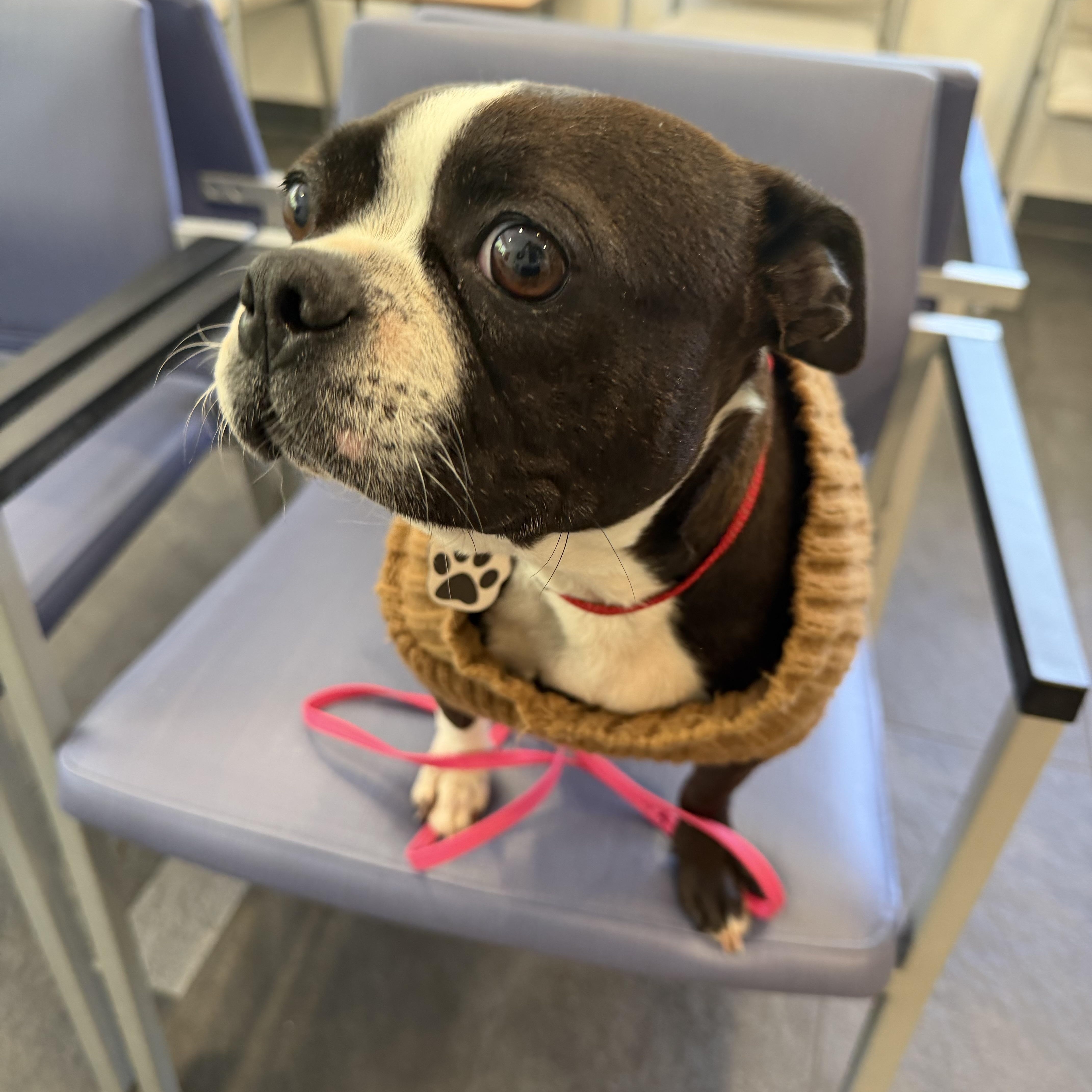 Raven, an adopted Boston Terrier in Stamford, CT image 4/6