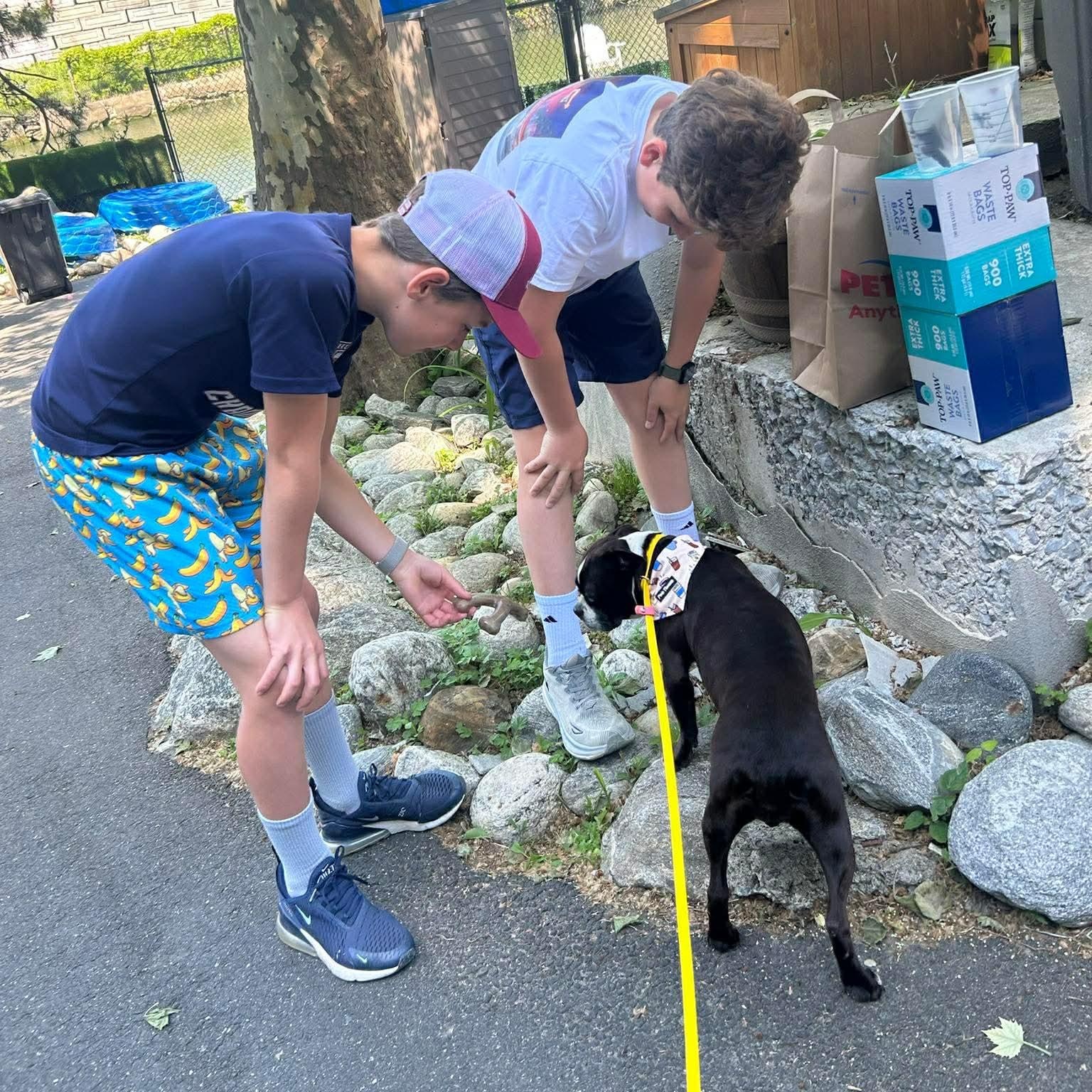 Raven, an adopted Boston Terrier in Stamford, CT image 6/6