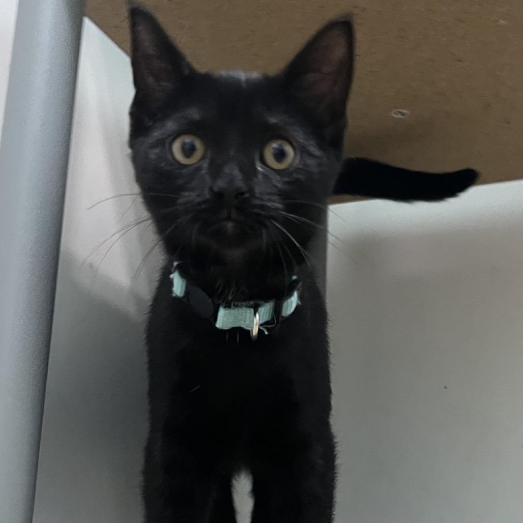 Enlarge Ink 48C25, a Adoptable Domestic Short Hair in Napoleon, OH image 1/6