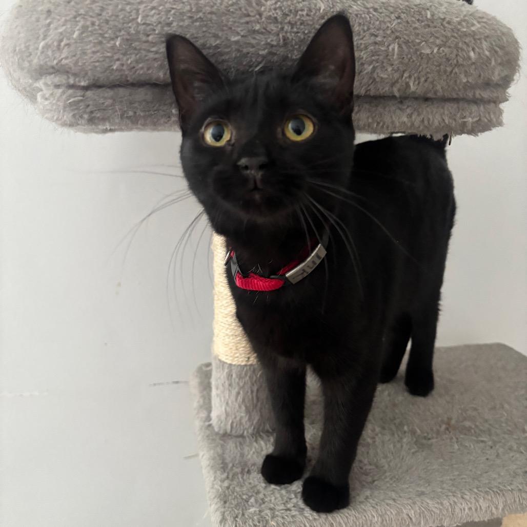 Enlarge Ink 48C25, a Adoptable Domestic Short Hair in Napoleon, OH image 2/6