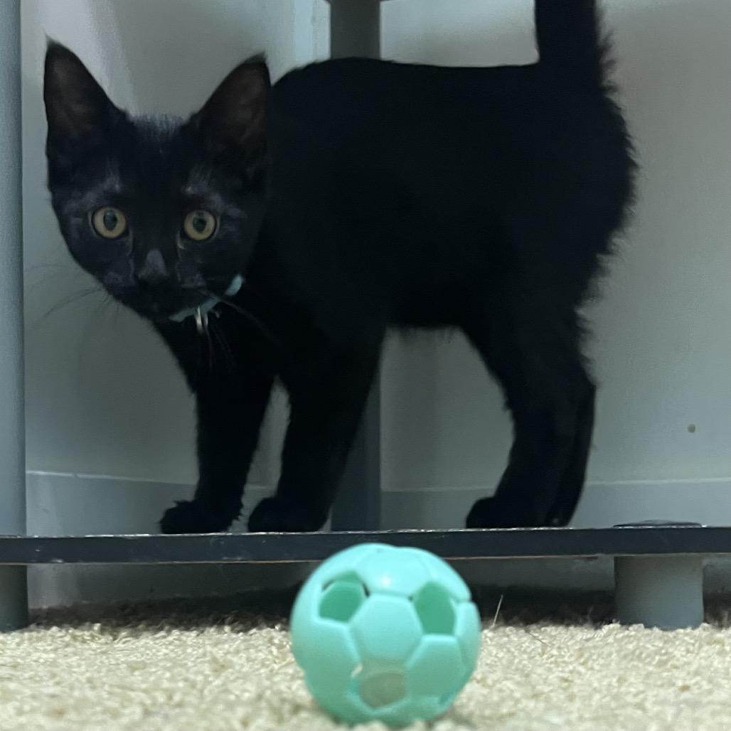 Enlarge Ink 48C25, a Adoptable Domestic Short Hair in Napoleon, OH image 3/6