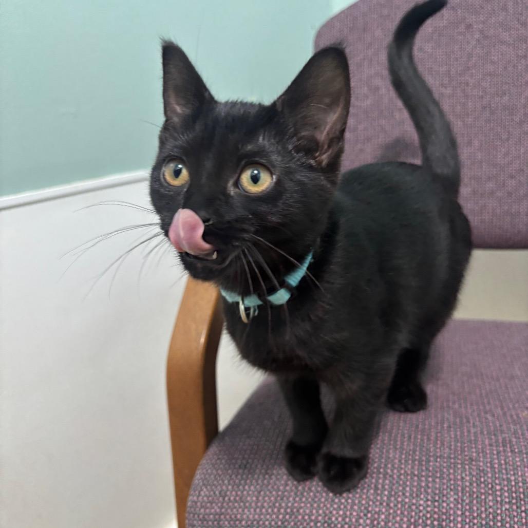 Enlarge Ink 48C25, a Adoptable Domestic Short Hair in Napoleon, OH image 4/6