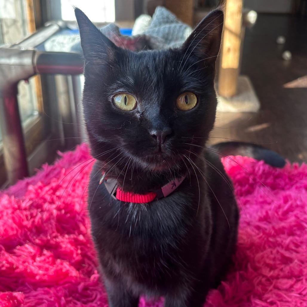 Enlarge Ink 48C25, a Adoptable Domestic Short Hair in Napoleon, OH image 5/6