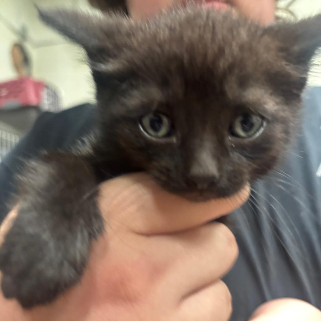 Enlarge Ink 48C25, a Adoptable Domestic Short Hair in Napoleon, OH image 6/6