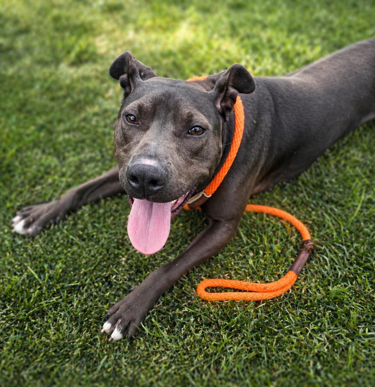 Aztec, ADOPTABLE, Adult Female Pit Bull Terrier.