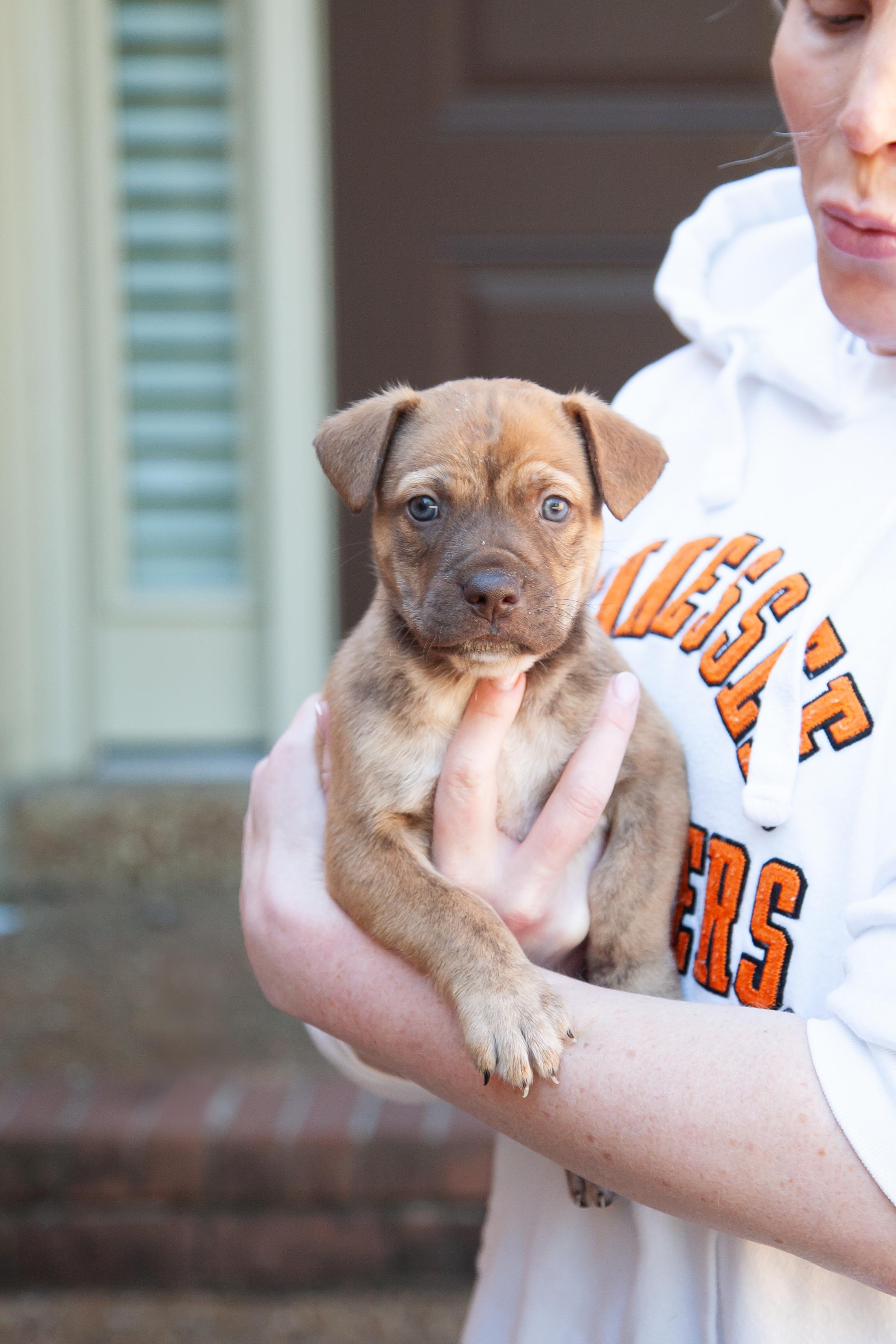 Enlarge Crispin, a Adoptable Shepherd in Brentwood, TN image 2/2