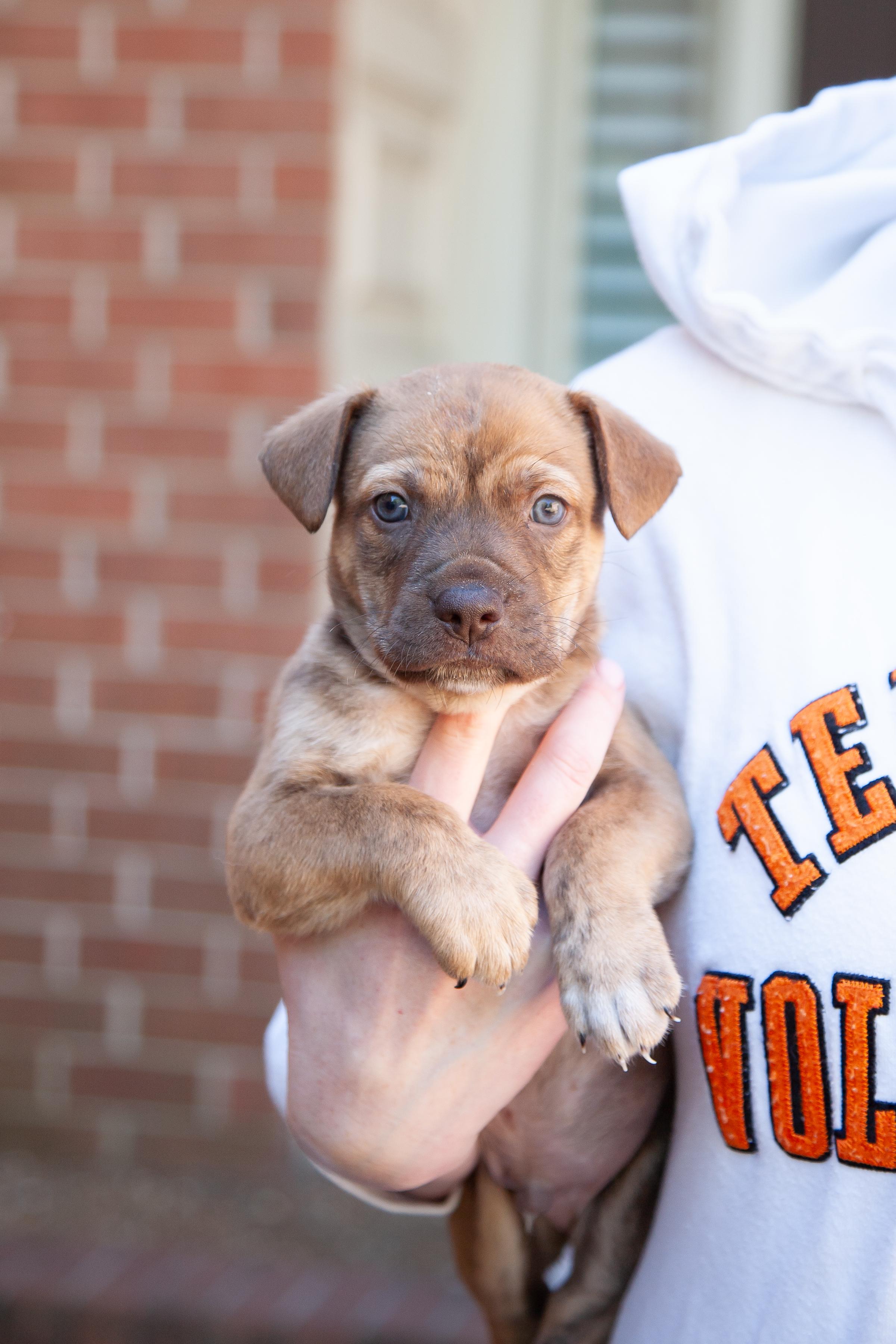 Enlarge Crispin, a Adoptable Shepherd in Brentwood, TN image 1/2