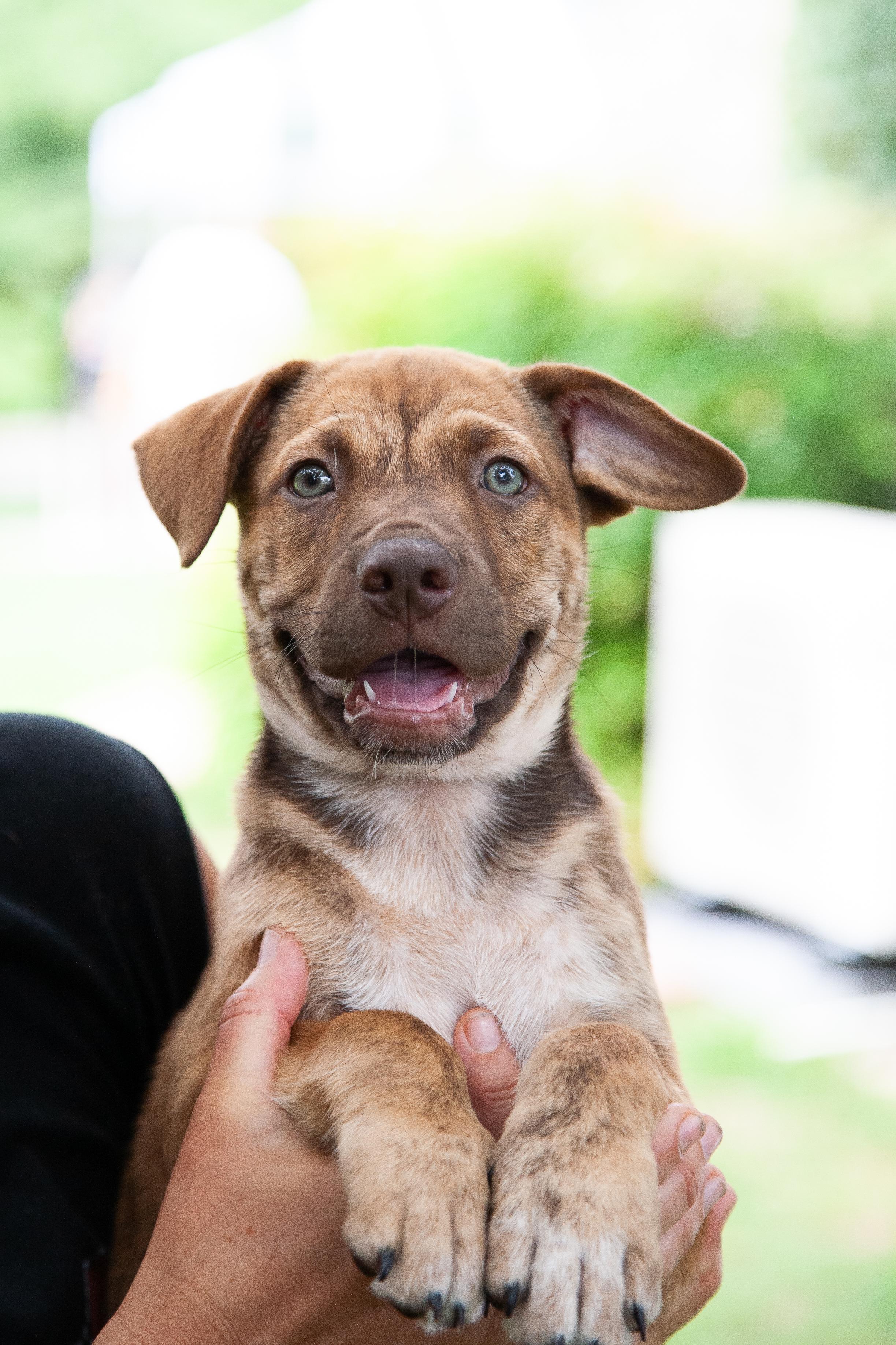 Crispin, a Adoptable Shepherd in Brentwood, TN image 1/4