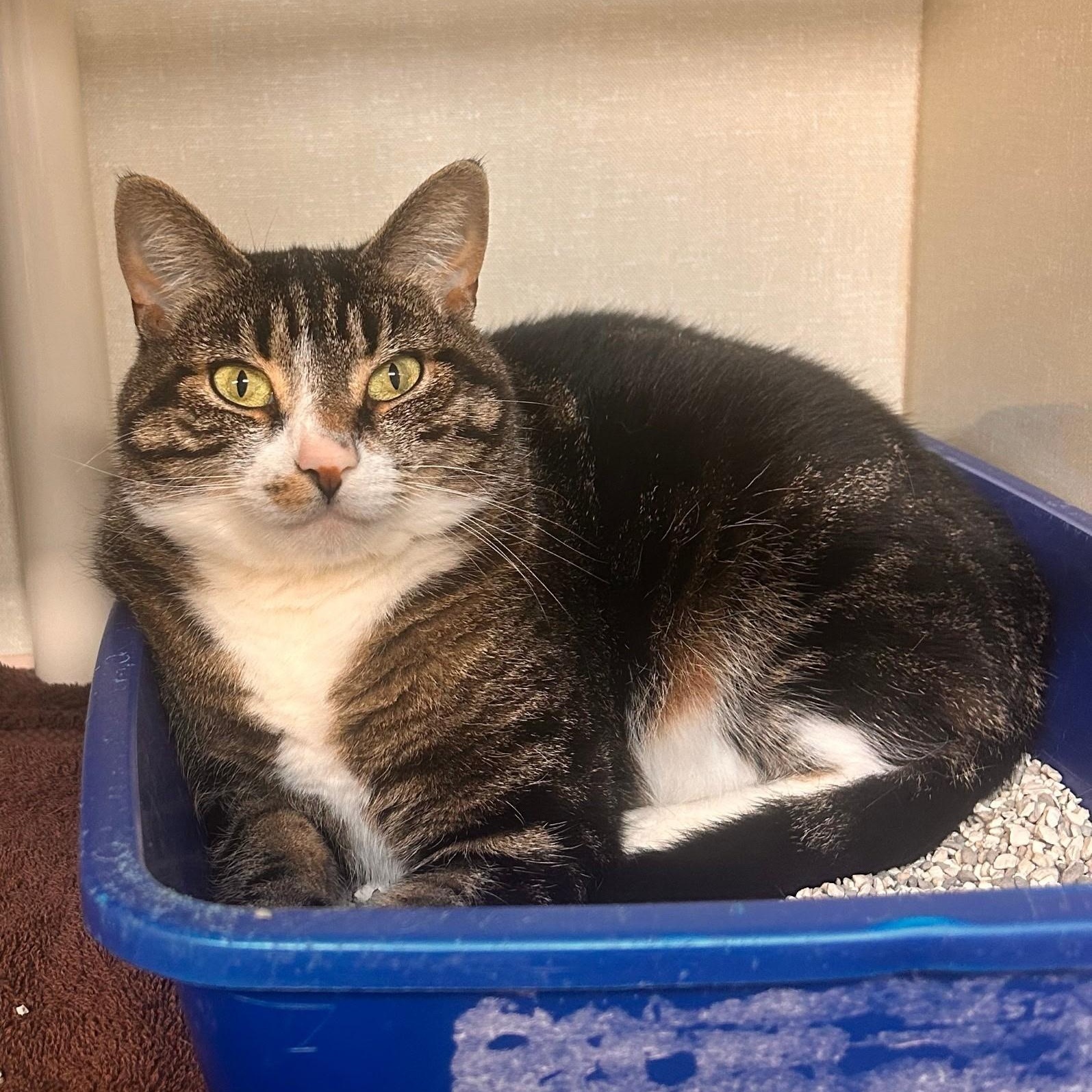 Mars, ADOPTABLE, Adult Female Domestic Short Hair.
