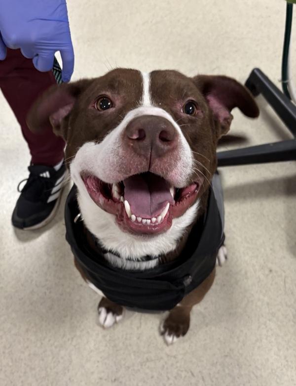 Enlarge Tobias (mcas), a Adoptable mixed breed in Troutdale, OR image 1/2