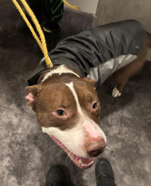 Enlarge Tobias (mcas), a Adoptable mixed breed in Troutdale, OR image 2/2