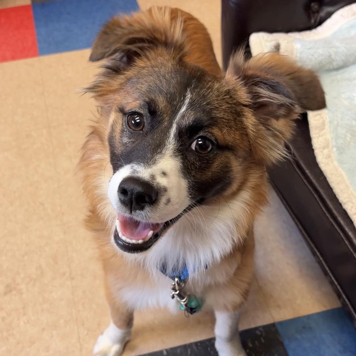 Rosebud, an adopted mixed breed in Valparaiso, IN image 3/3