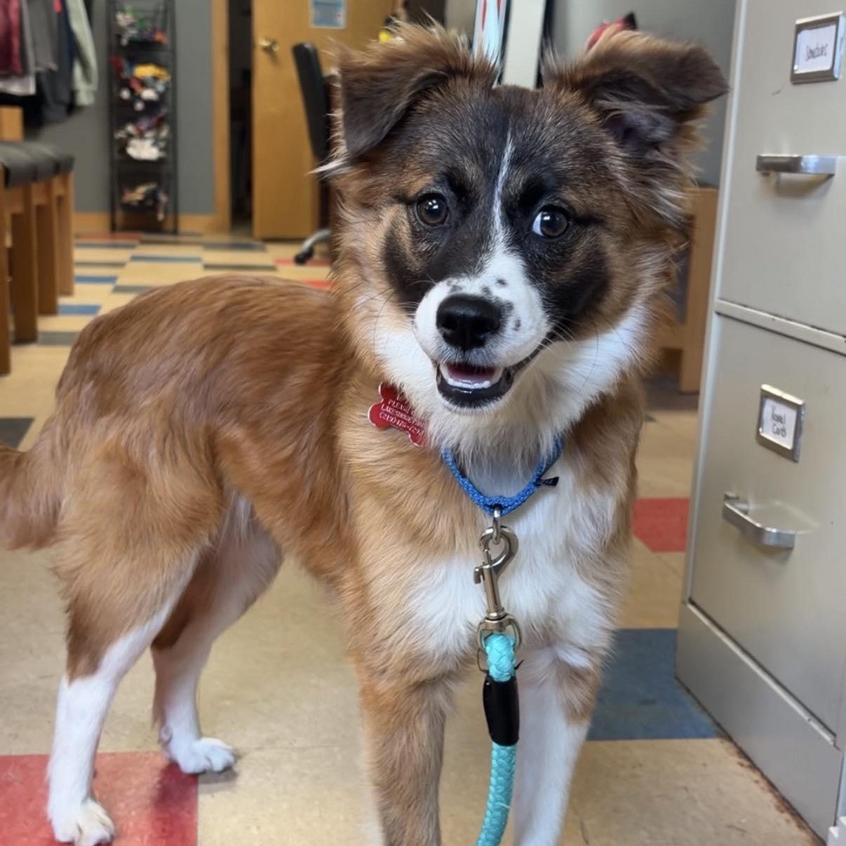 Rosebud, an adopted mixed breed in Valparaiso, IN image 1/3
