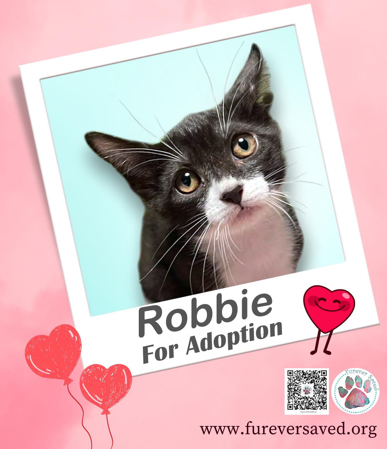 Enlarge Robbie, a ADOPTABLE Domestic Short Hair in Miami, FL image 1/2