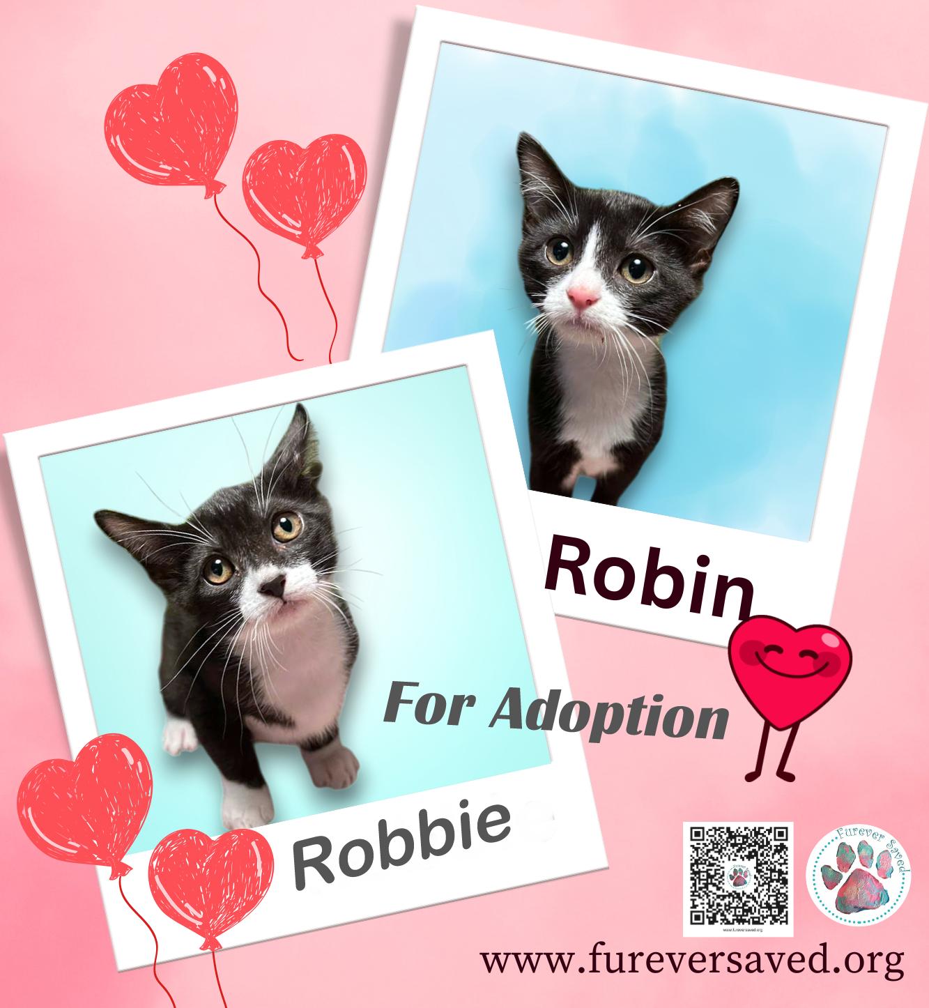 Enlarge Robbie, a ADOPTABLE Domestic Short Hair in Miami, FL image 2/2