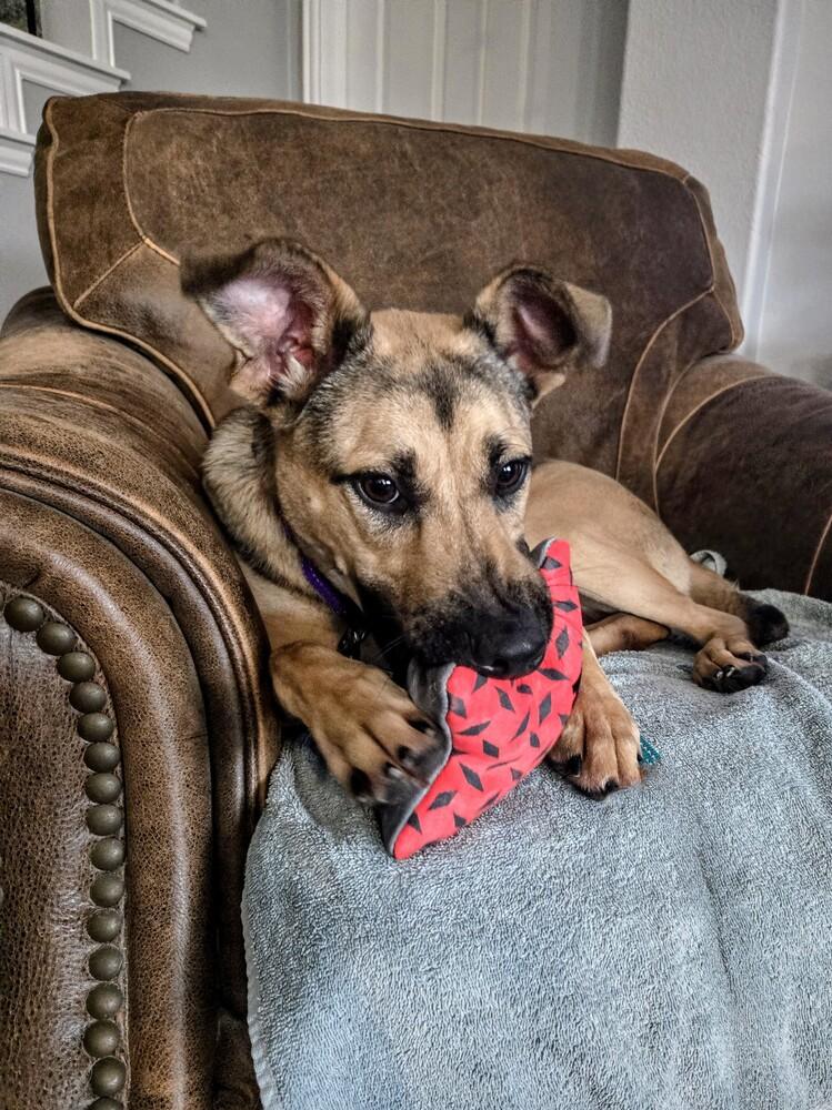 Enlarge Piper, a Adopted Shepherd in Carrollton, TX image 1/1
