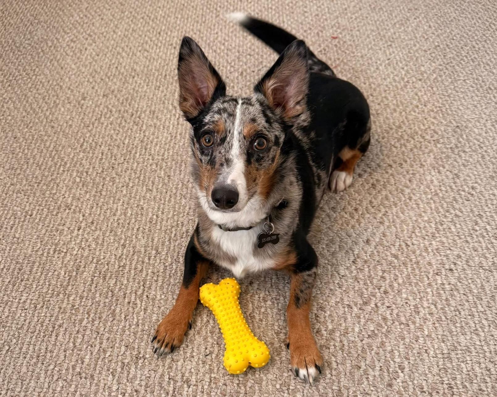 Enlarge Rex - Corgi/Aussie mix, a ADOPTABLE mixed breed in Boulder, CO image 1/2