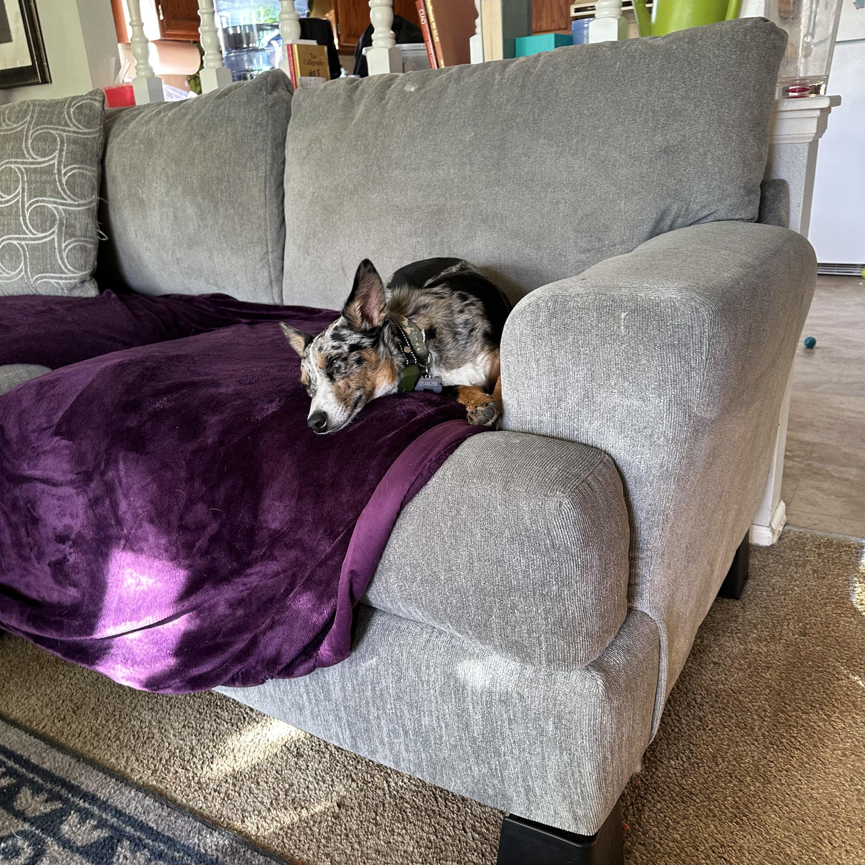 Enlarge Rex - Corgi/Aussie mix, a ADOPTABLE mixed breed in Boulder, CO image 2/2