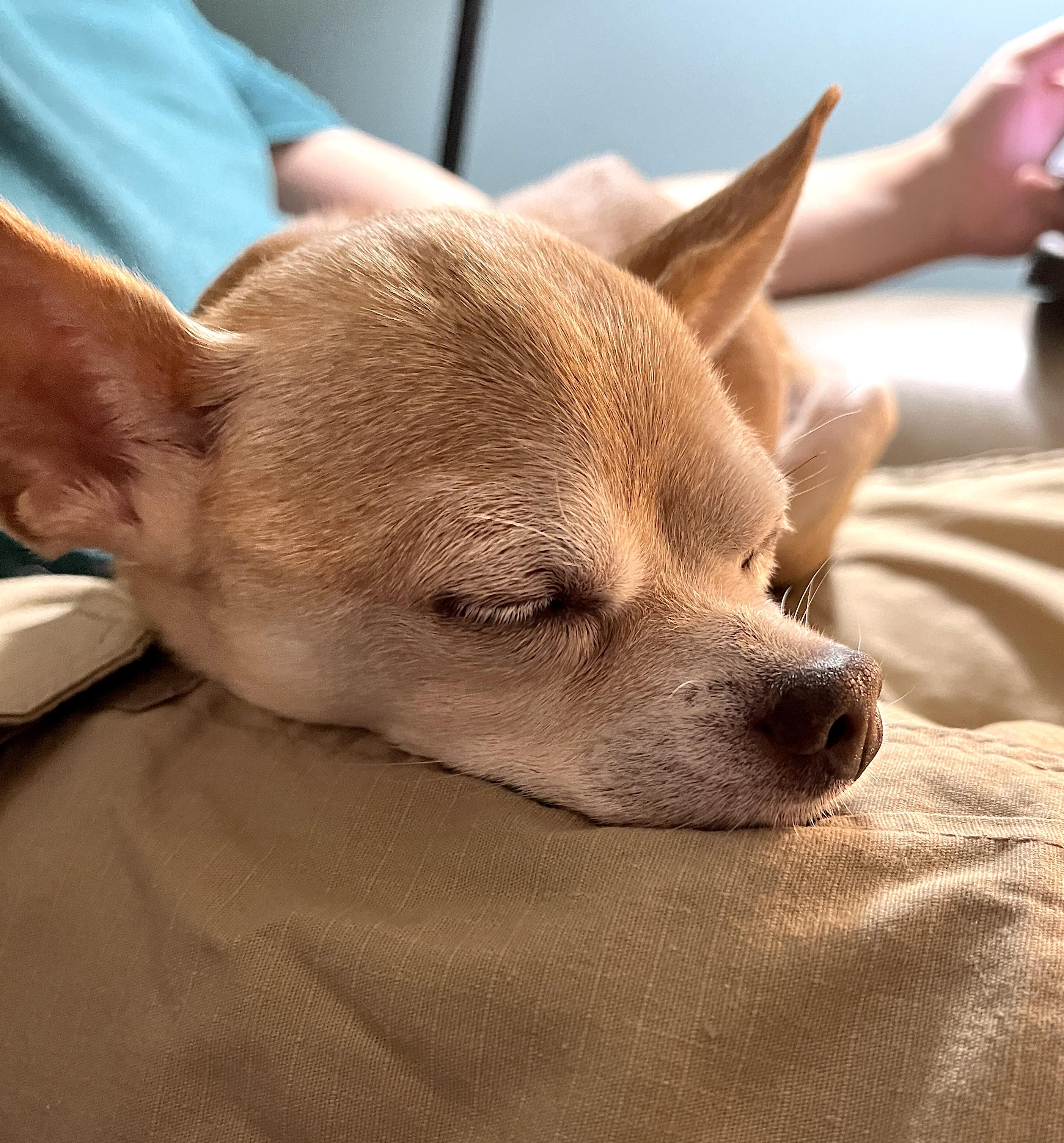 Amos, a Adoptable mixed breed in Worcester, MA image 2/5