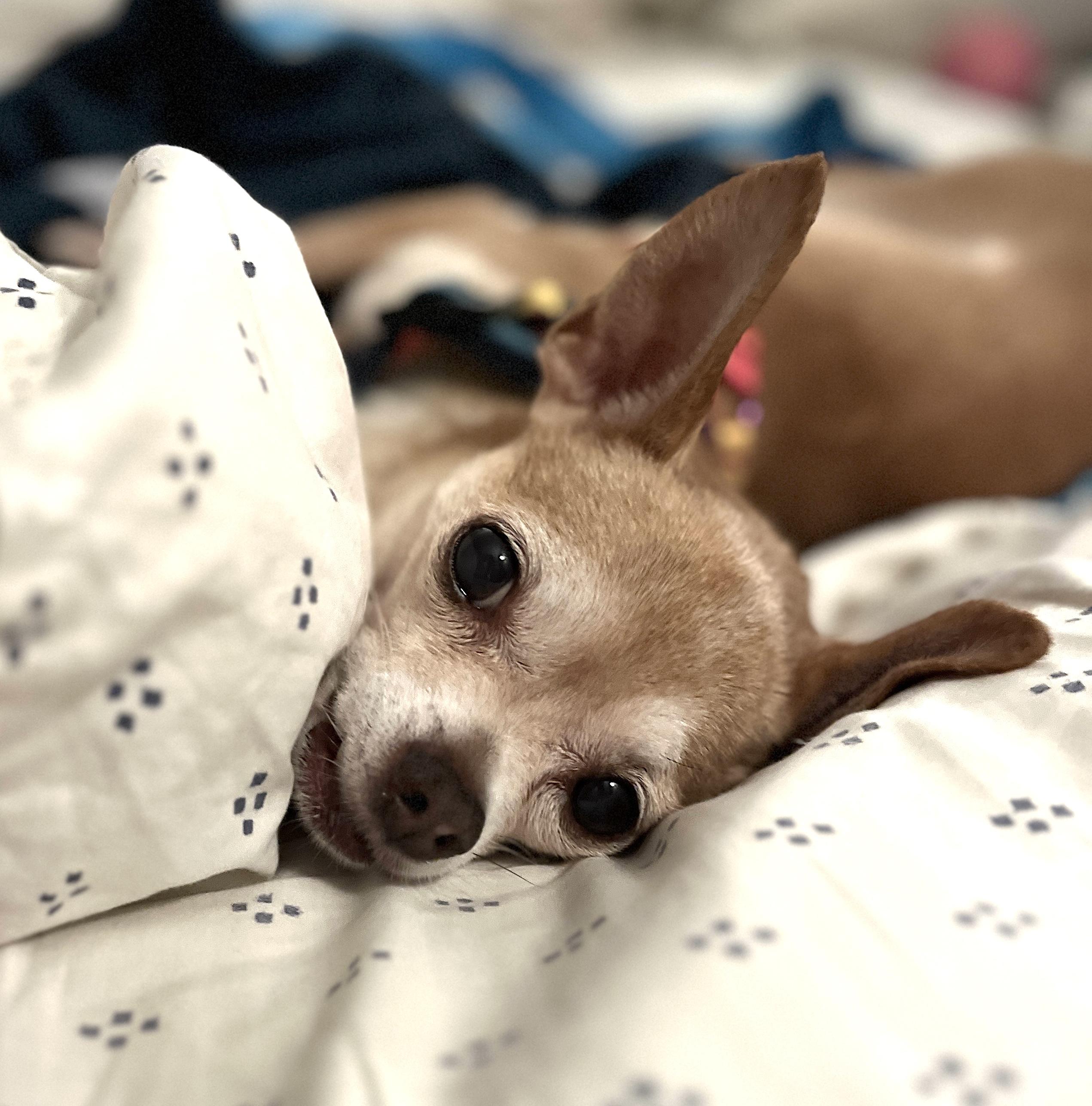 Amos, Adoptable, Senior Male Chihuahua.