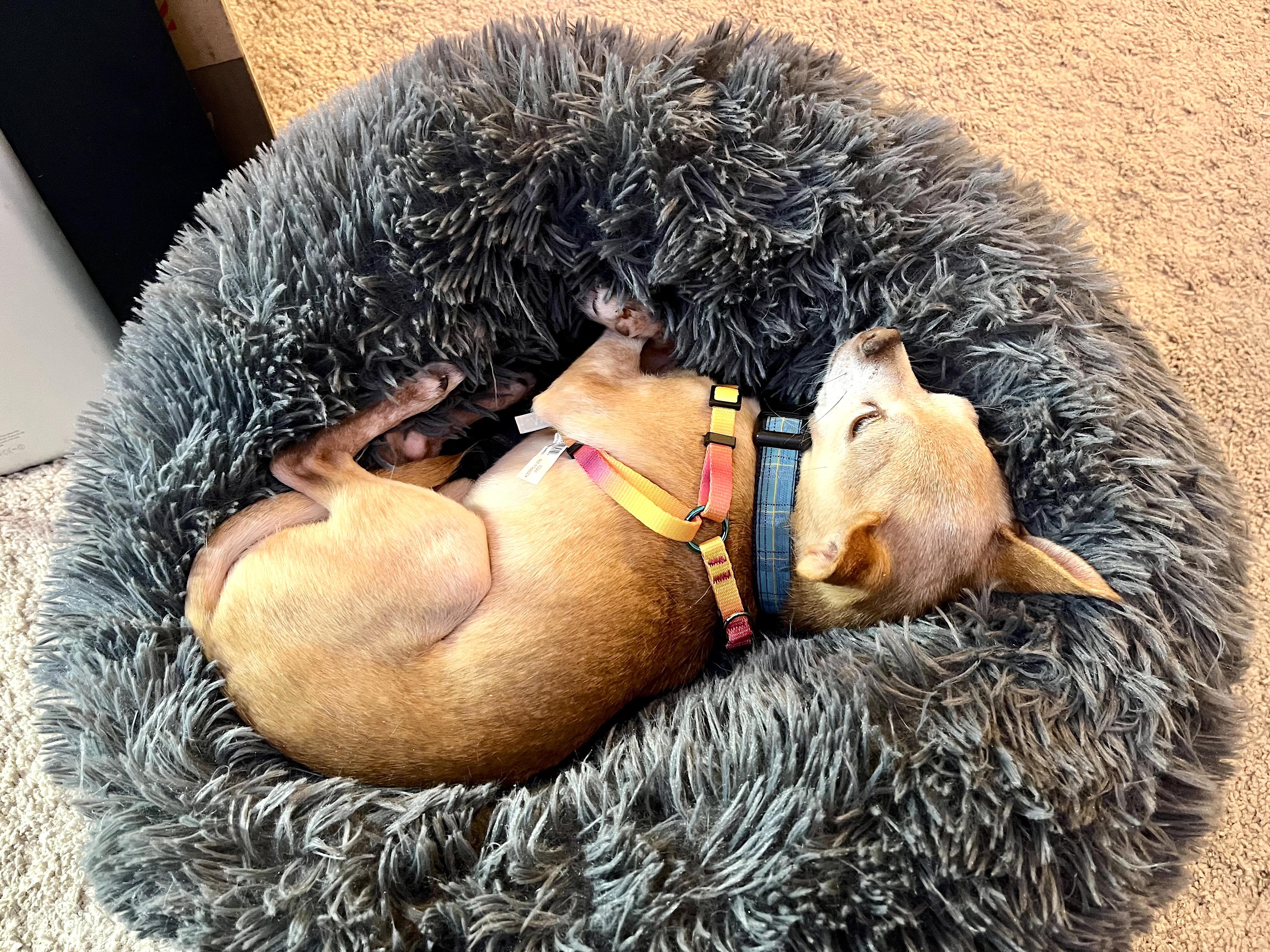 Amos, a Adoptable mixed breed in Worcester, MA image 3/5