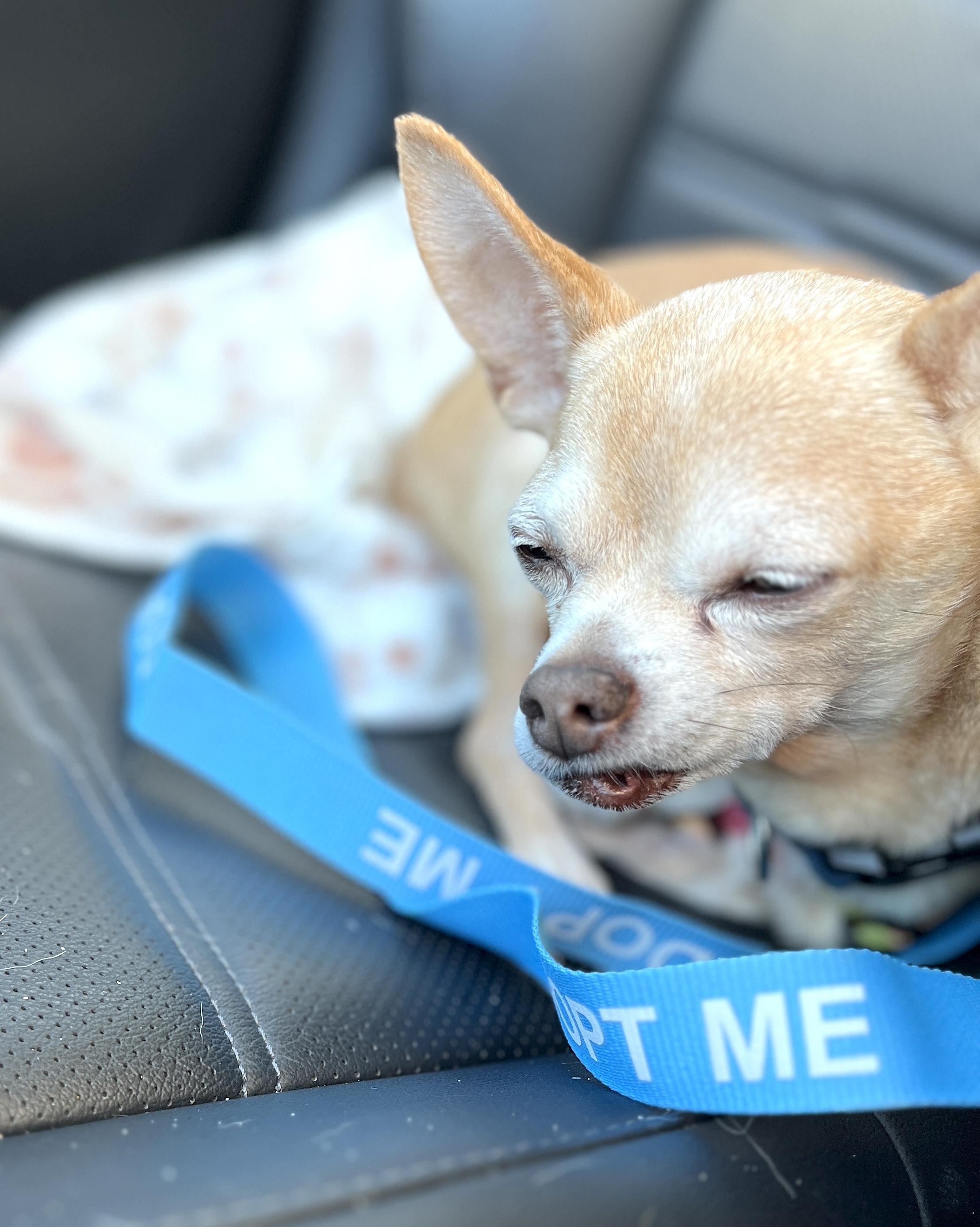 Amos, a Adoptable mixed breed in Worcester, MA image 4/5
