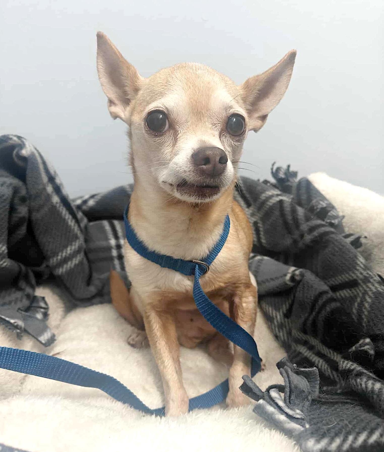 Amos, a Adoptable mixed breed in Worcester, MA image 5/5